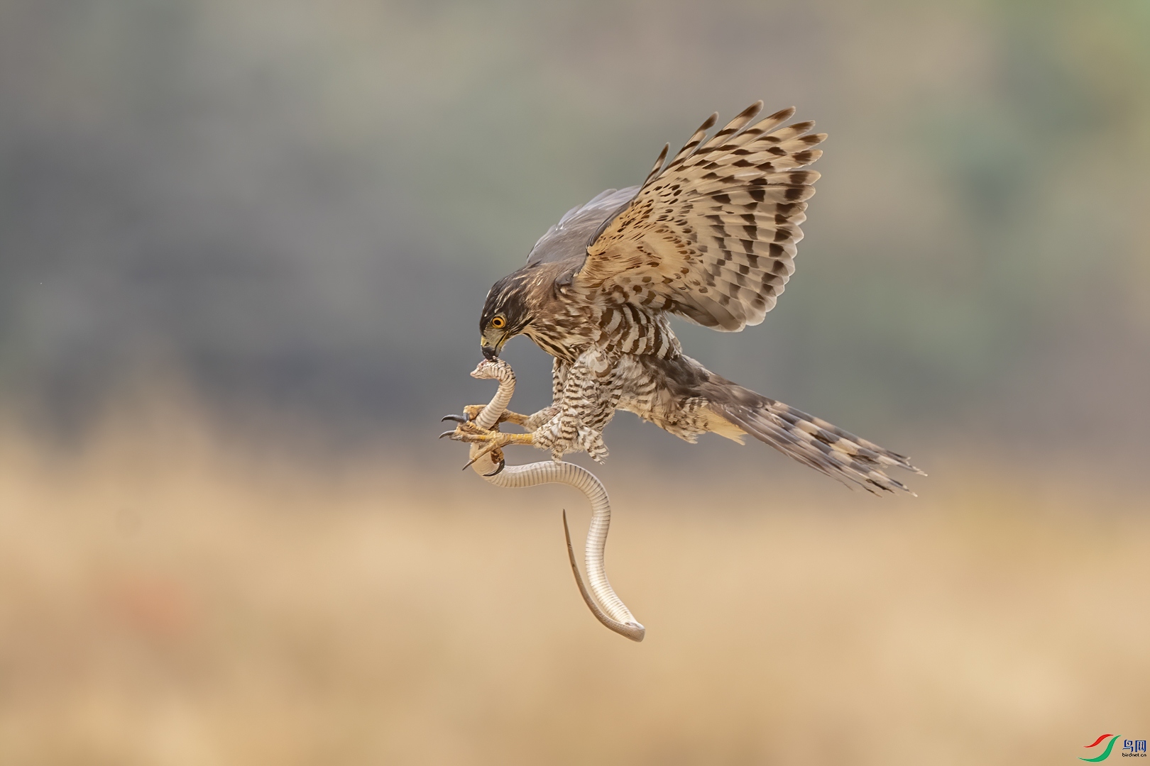 DSC_8967(���о�ɱ��_1.JPG