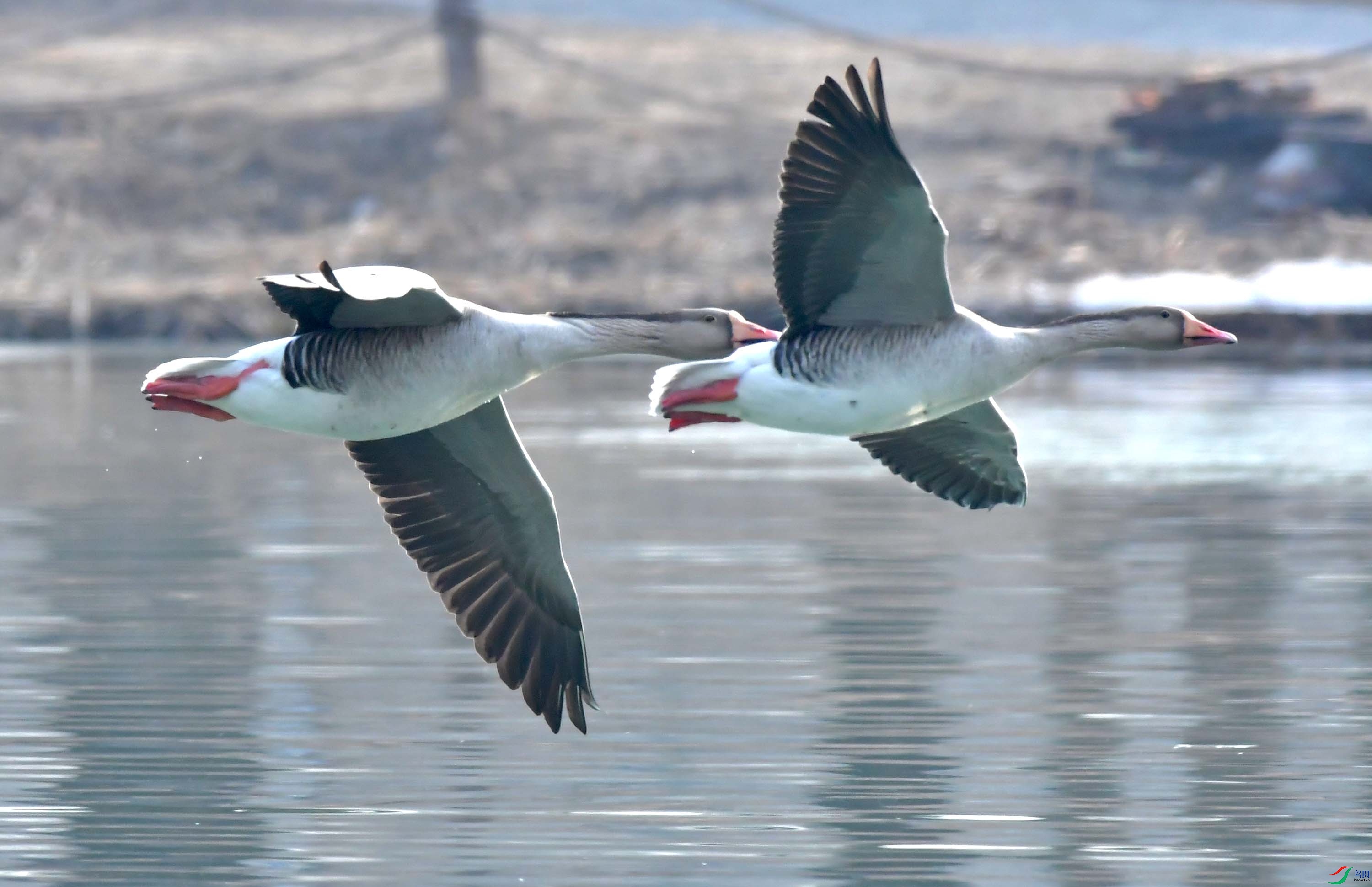 Copy2_DSC_6506.JPG