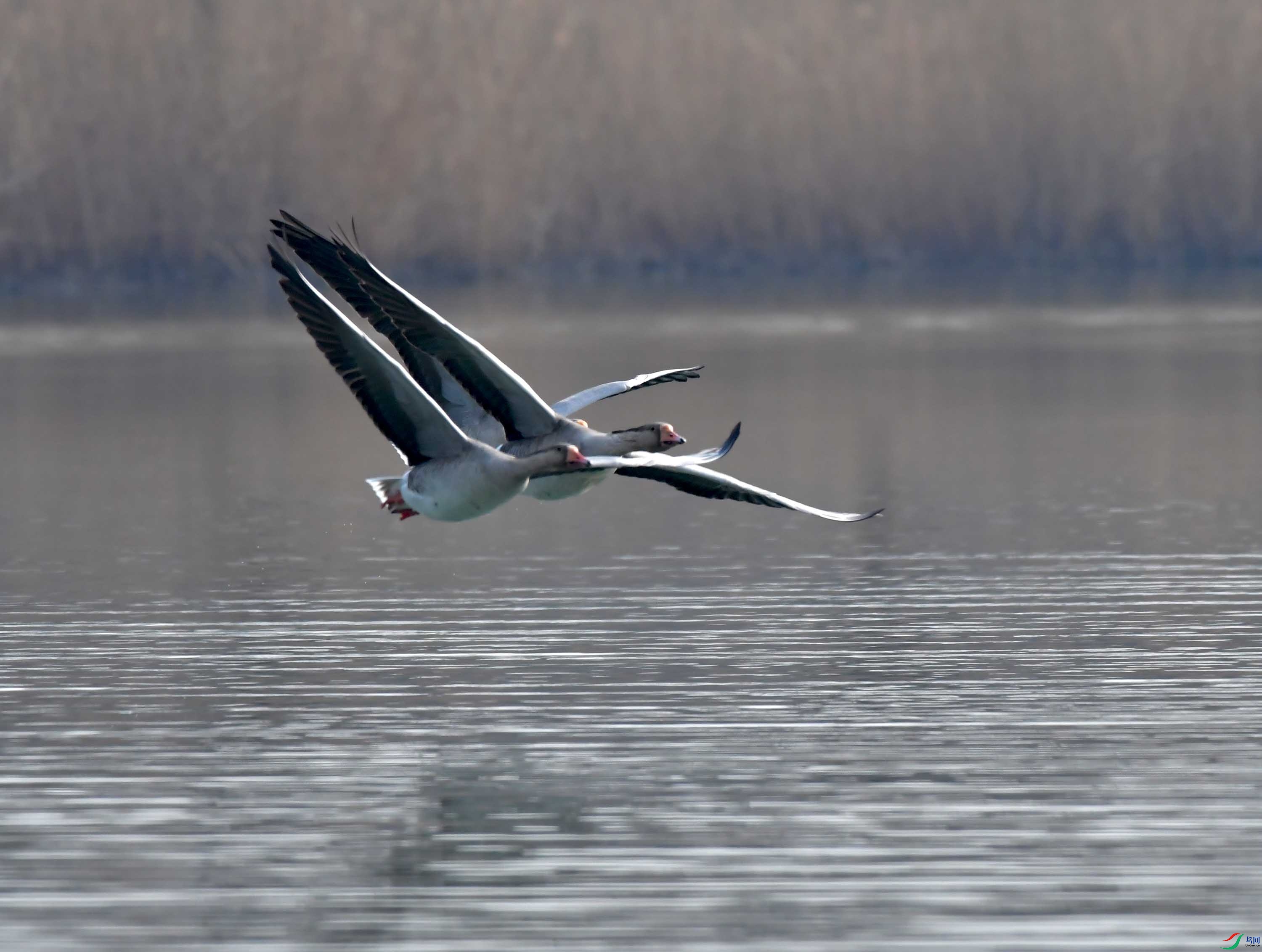Copy2_DSC_6498.JPG