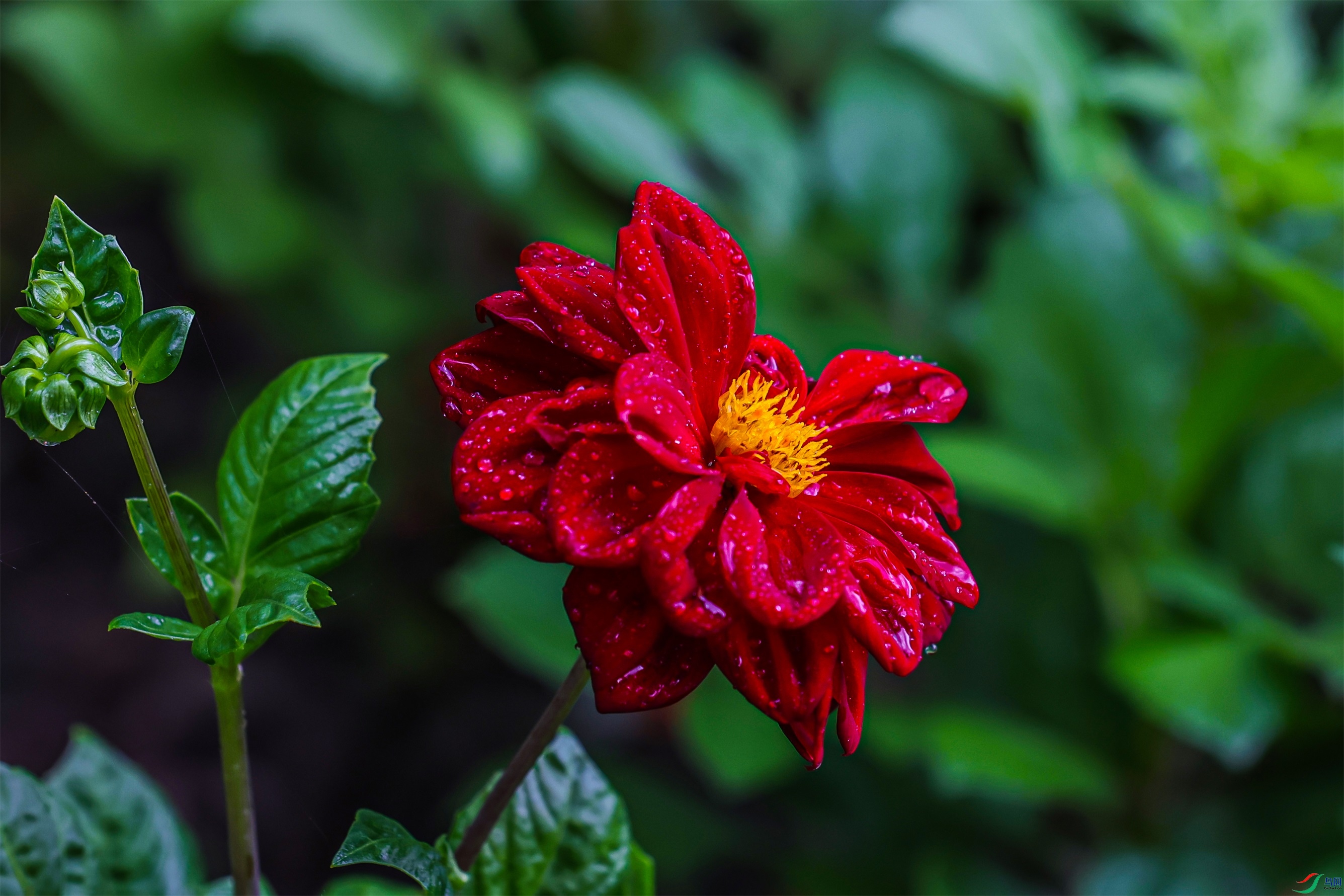 1K3A1669 ����1.jpg