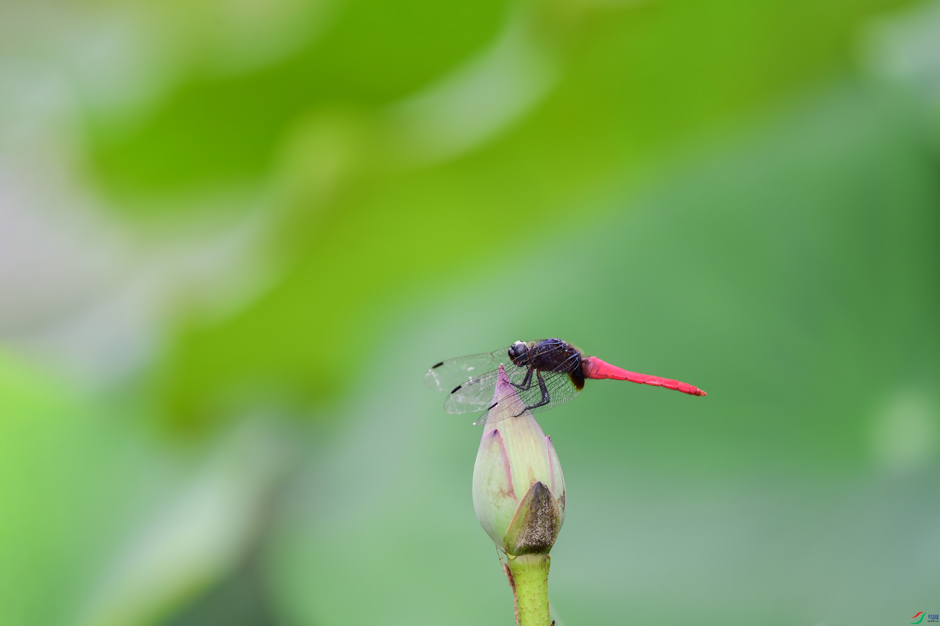 DSC_4278 ����.jpg