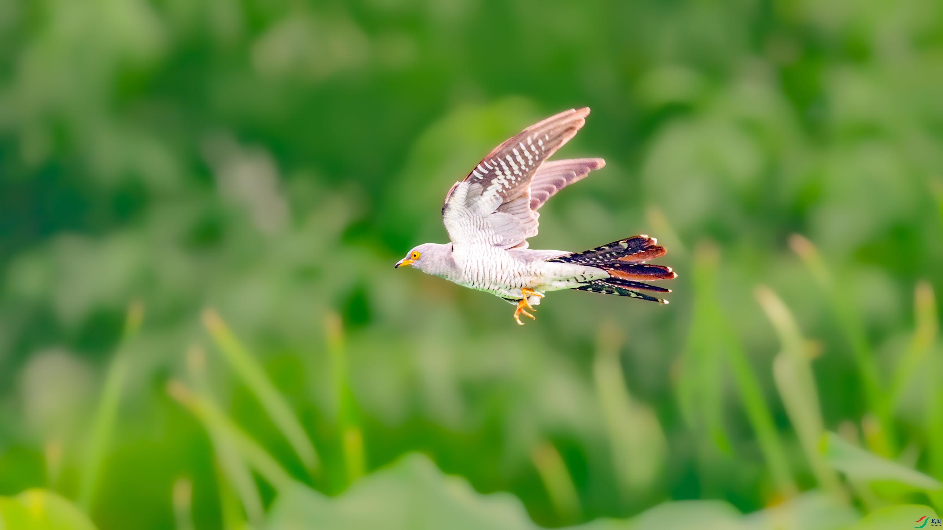 DSC_1103zz.jpg