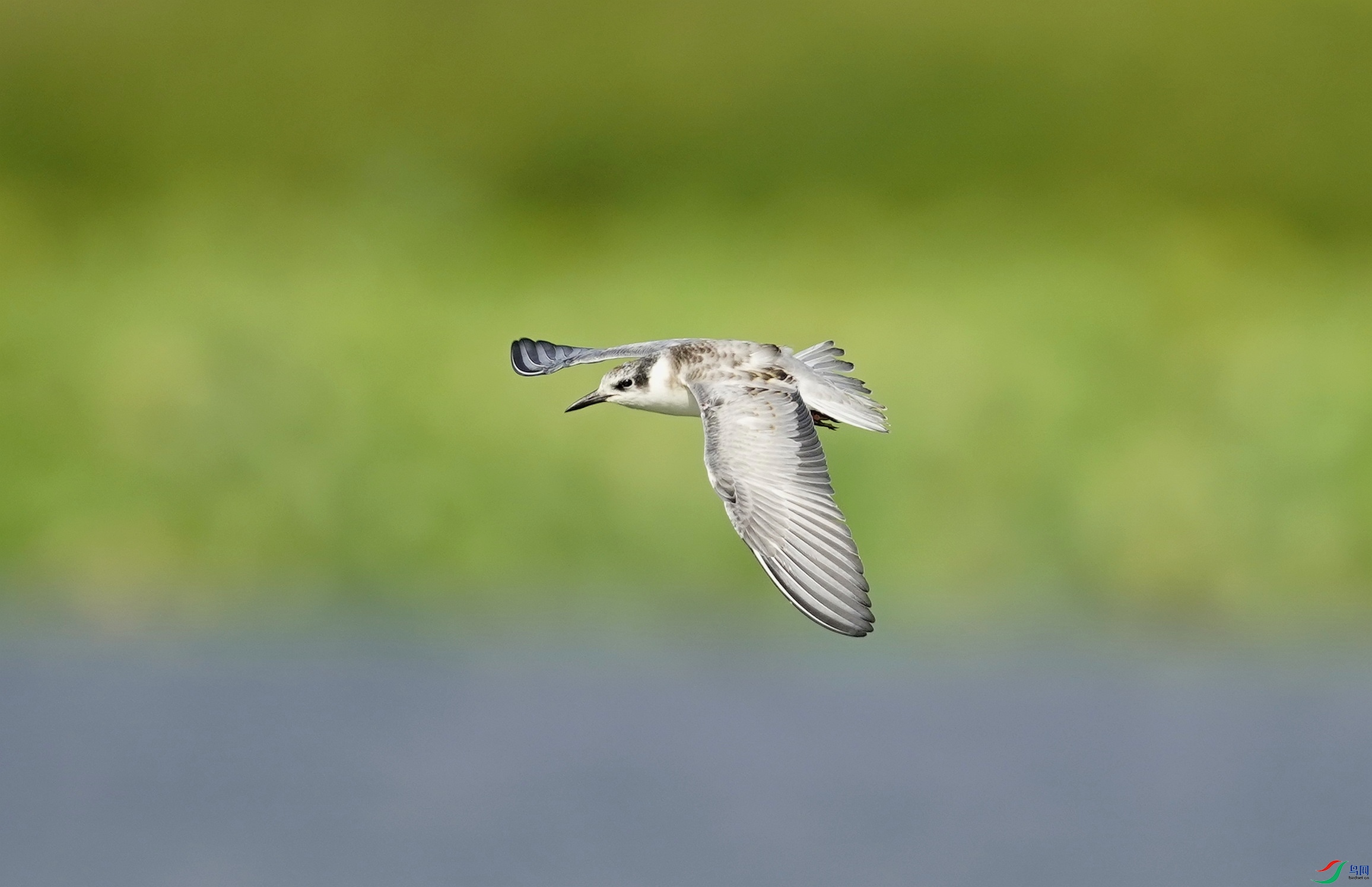 _DSC3749_��ͼ��_edit_12094961384611.jpg