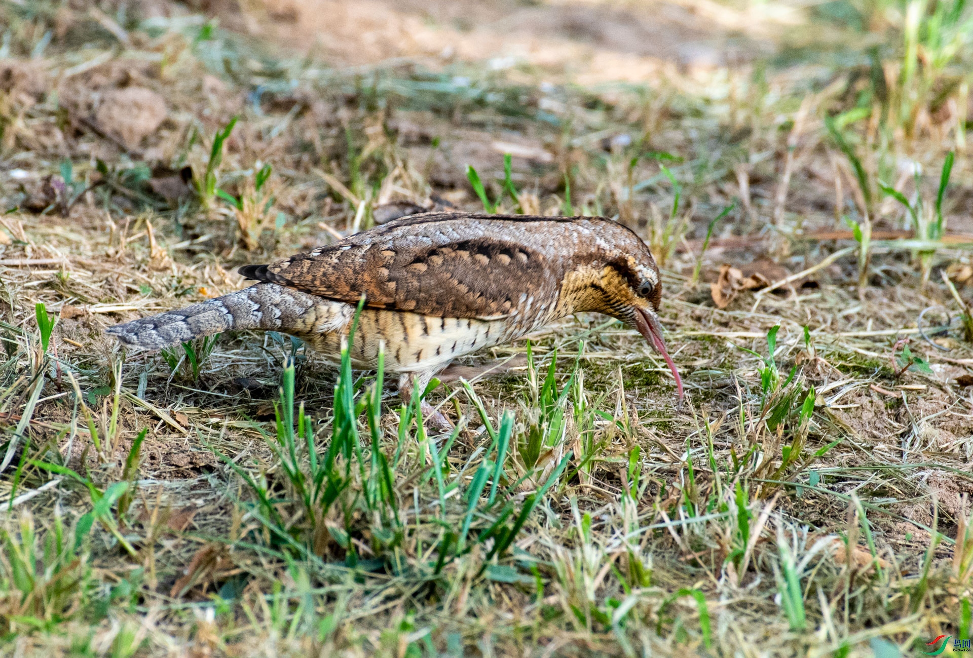 DSC_5370.jpg
