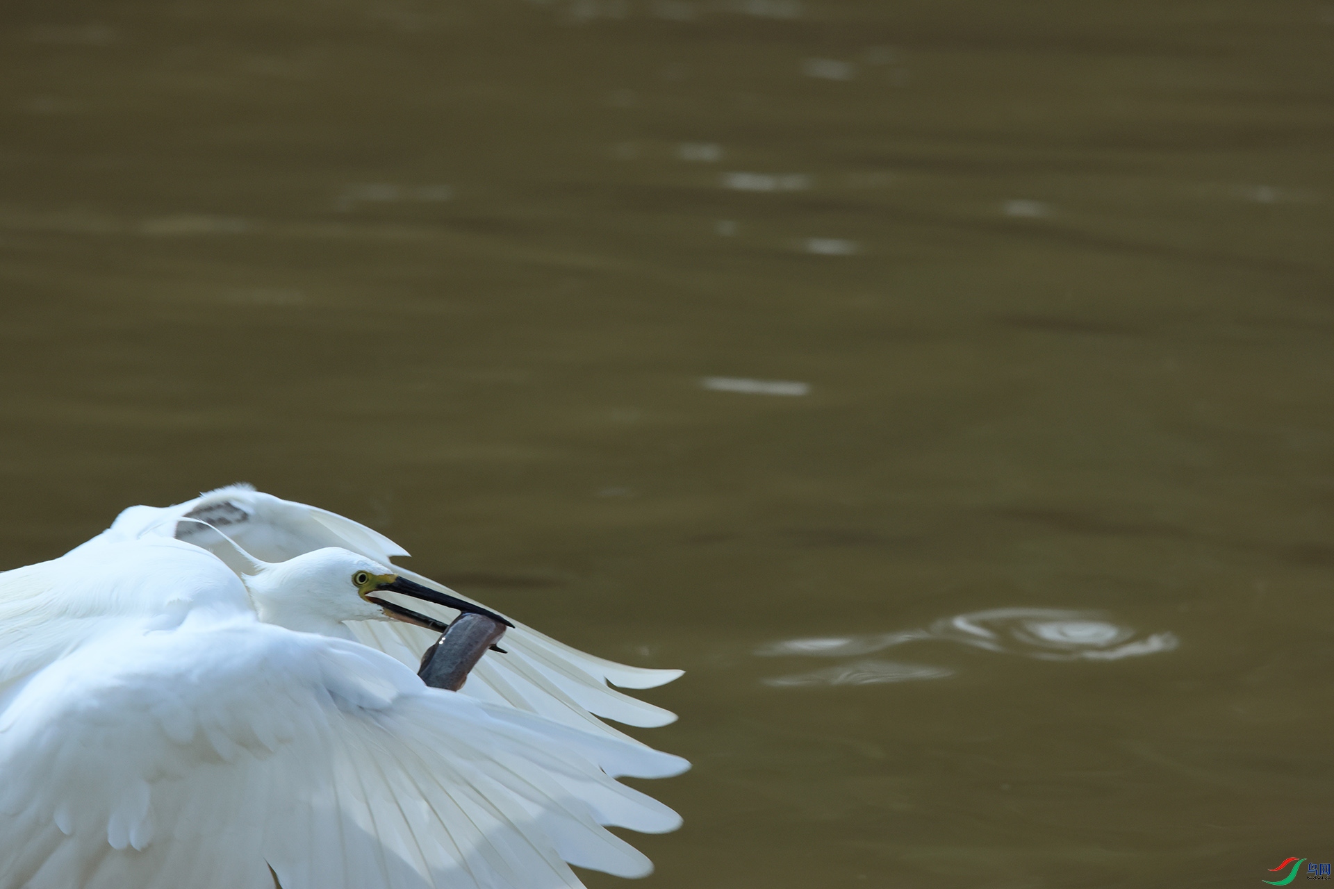 С���ز�ʳ����