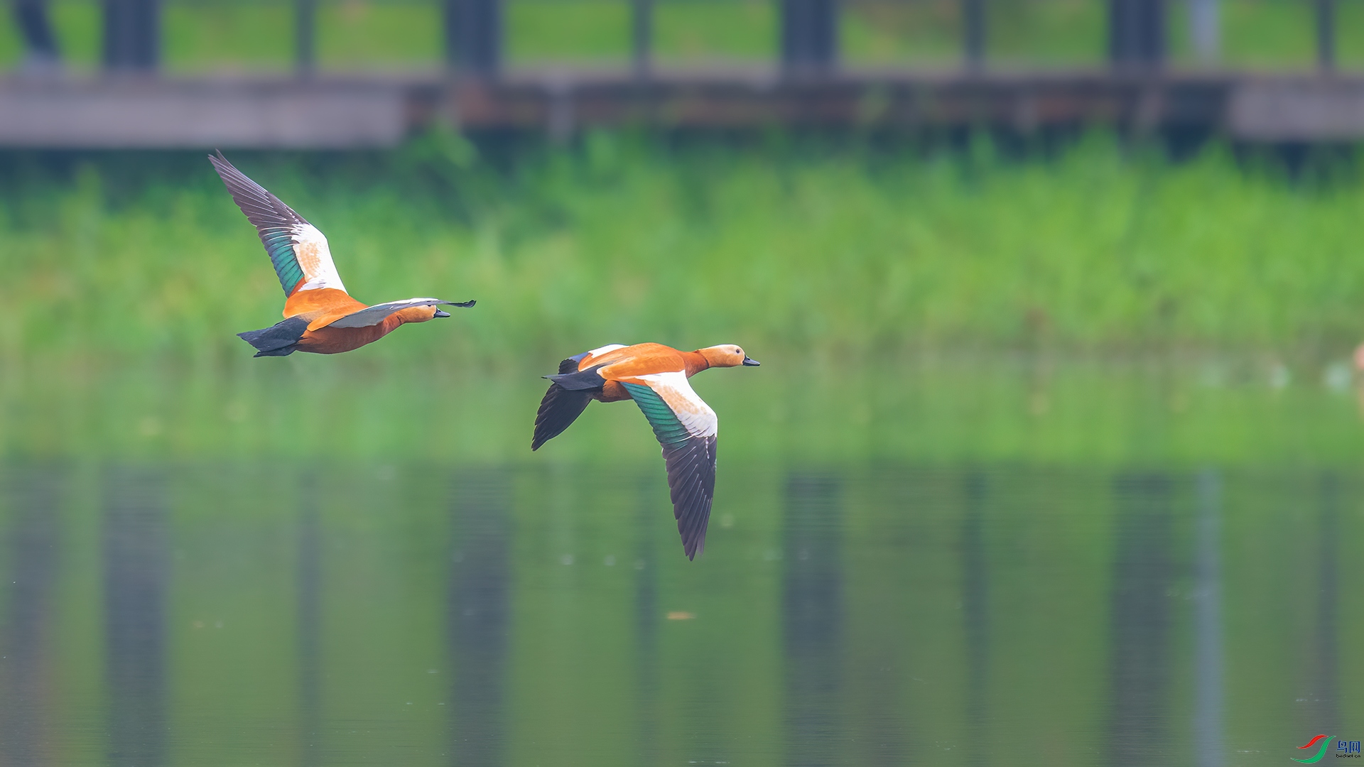 DSC_6116A.jpg