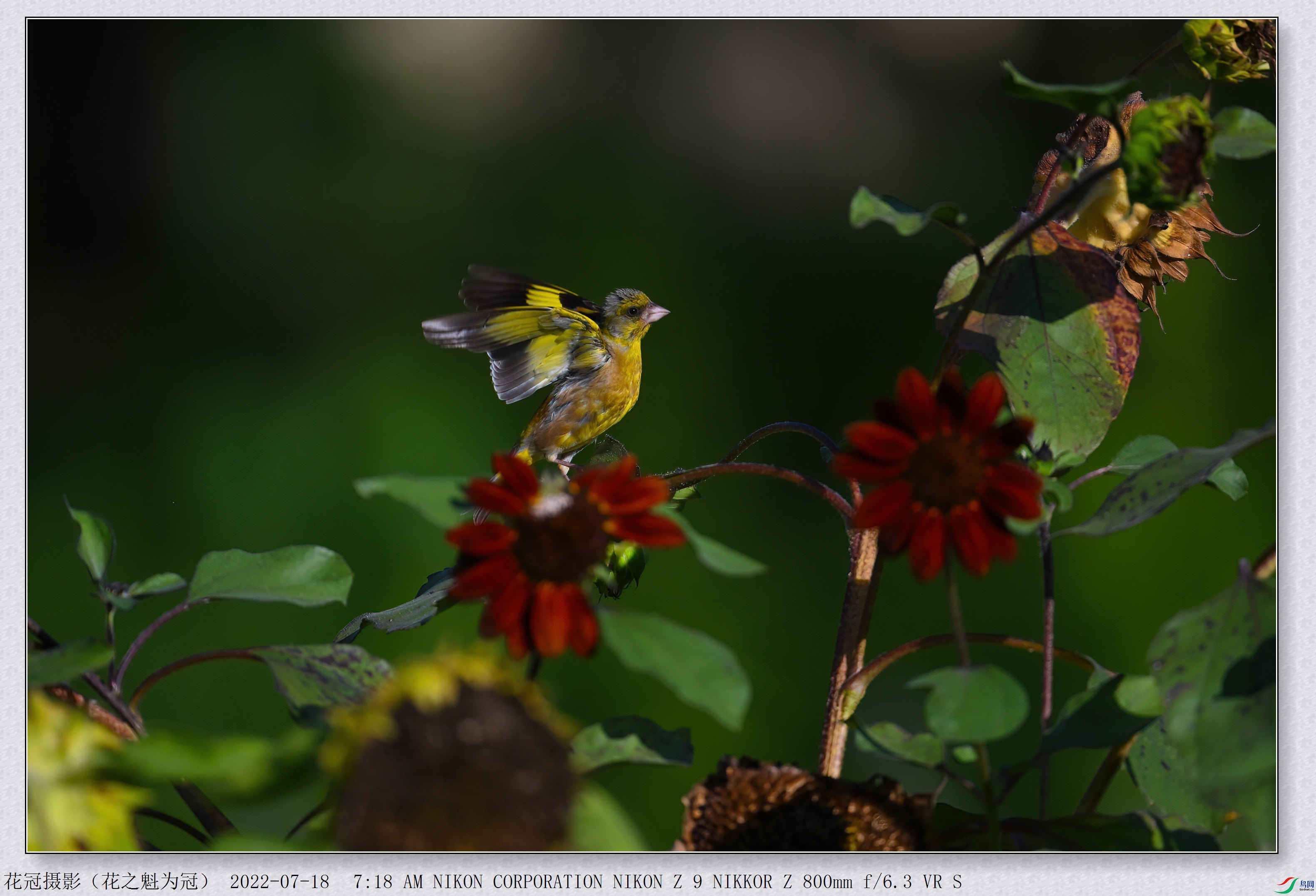 DSC_3623B-1-DeNoiseAI-low-light_����.jpg
