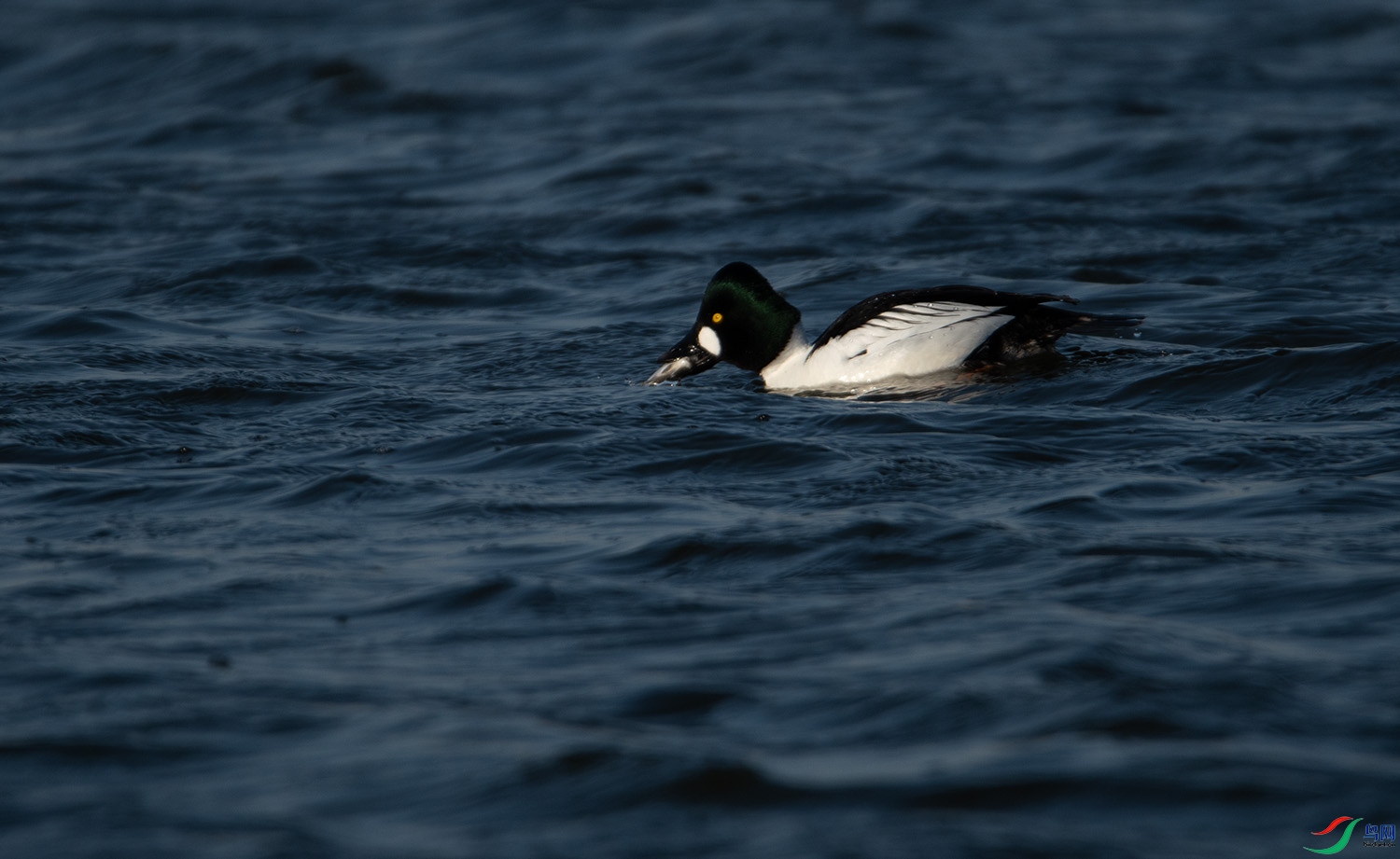 DSC_7525-3 (22).jpg