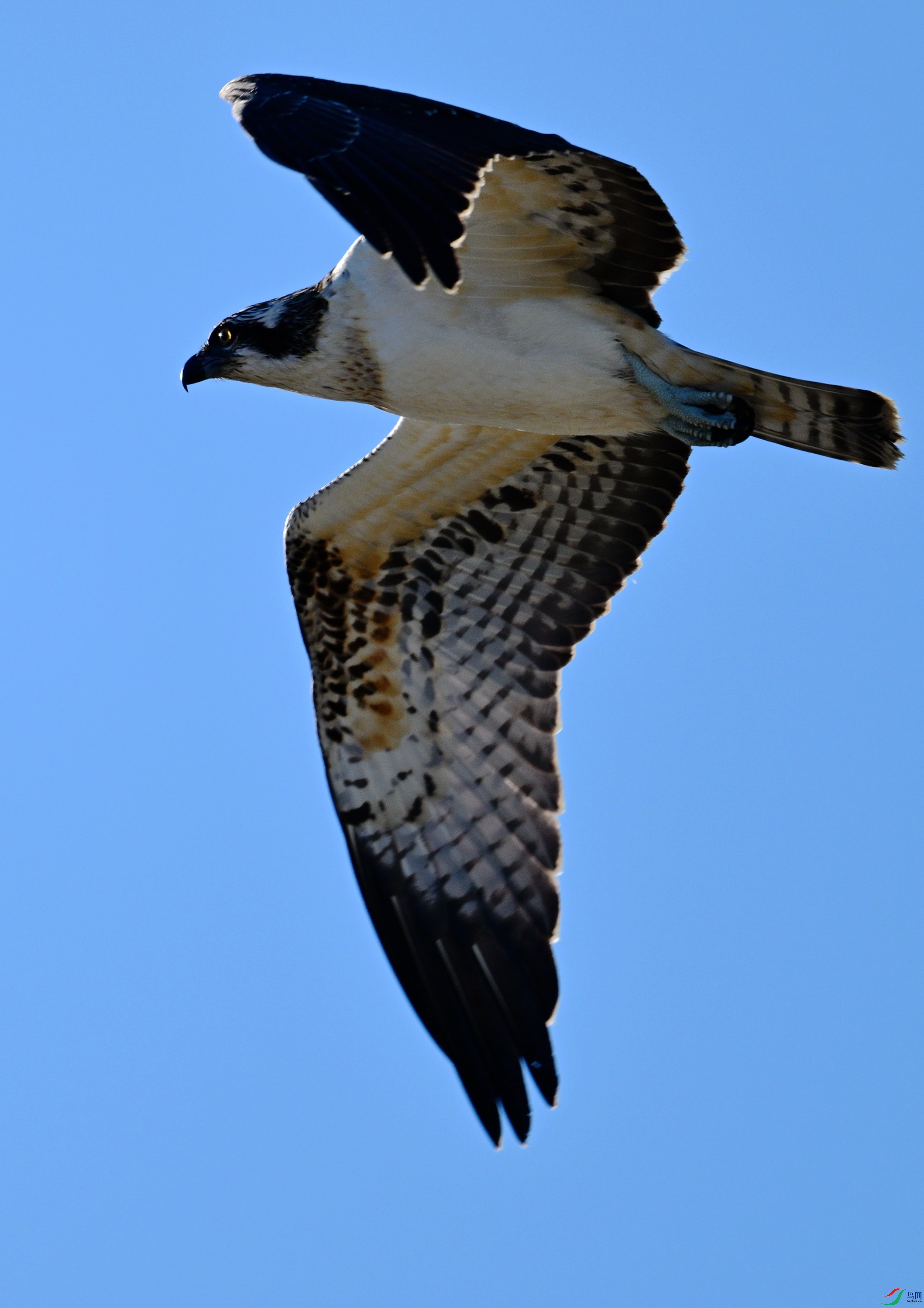 DSC_0654_����.jpg