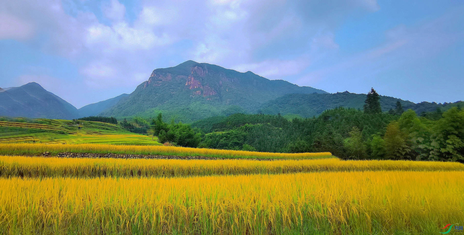 ��ɫ����