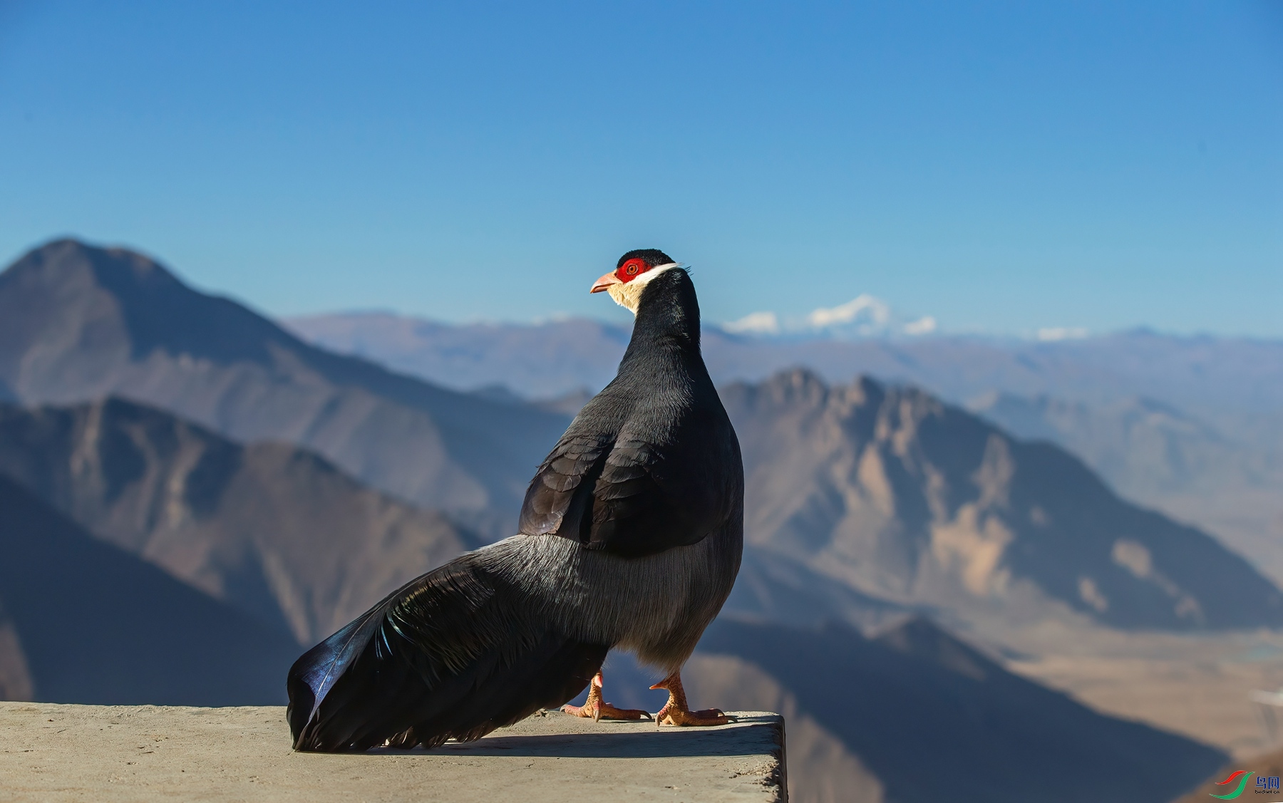 AH7X6596 - ����-DeNoiseAI-clear_����.jpg