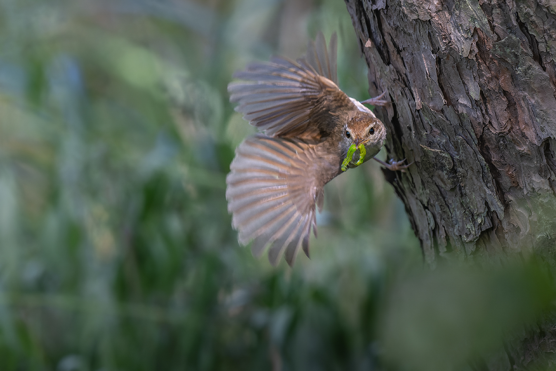 _DSC2264-dng_DxO_DeepPRIMEС.jpg