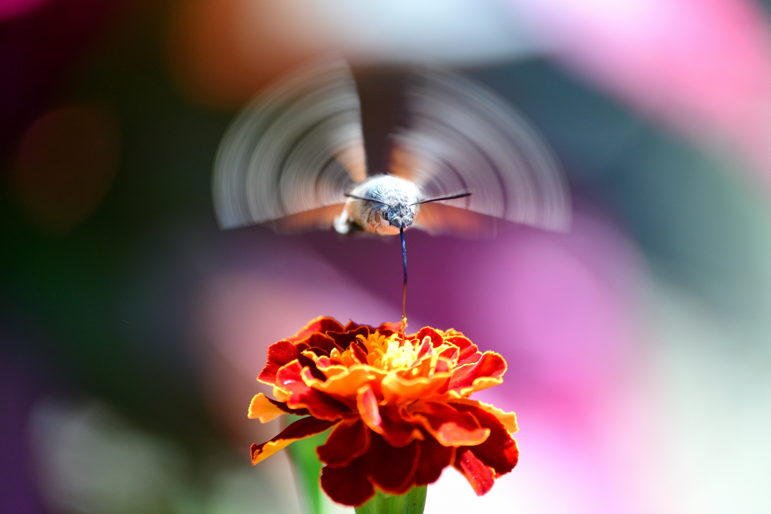 21N_8655.JPG