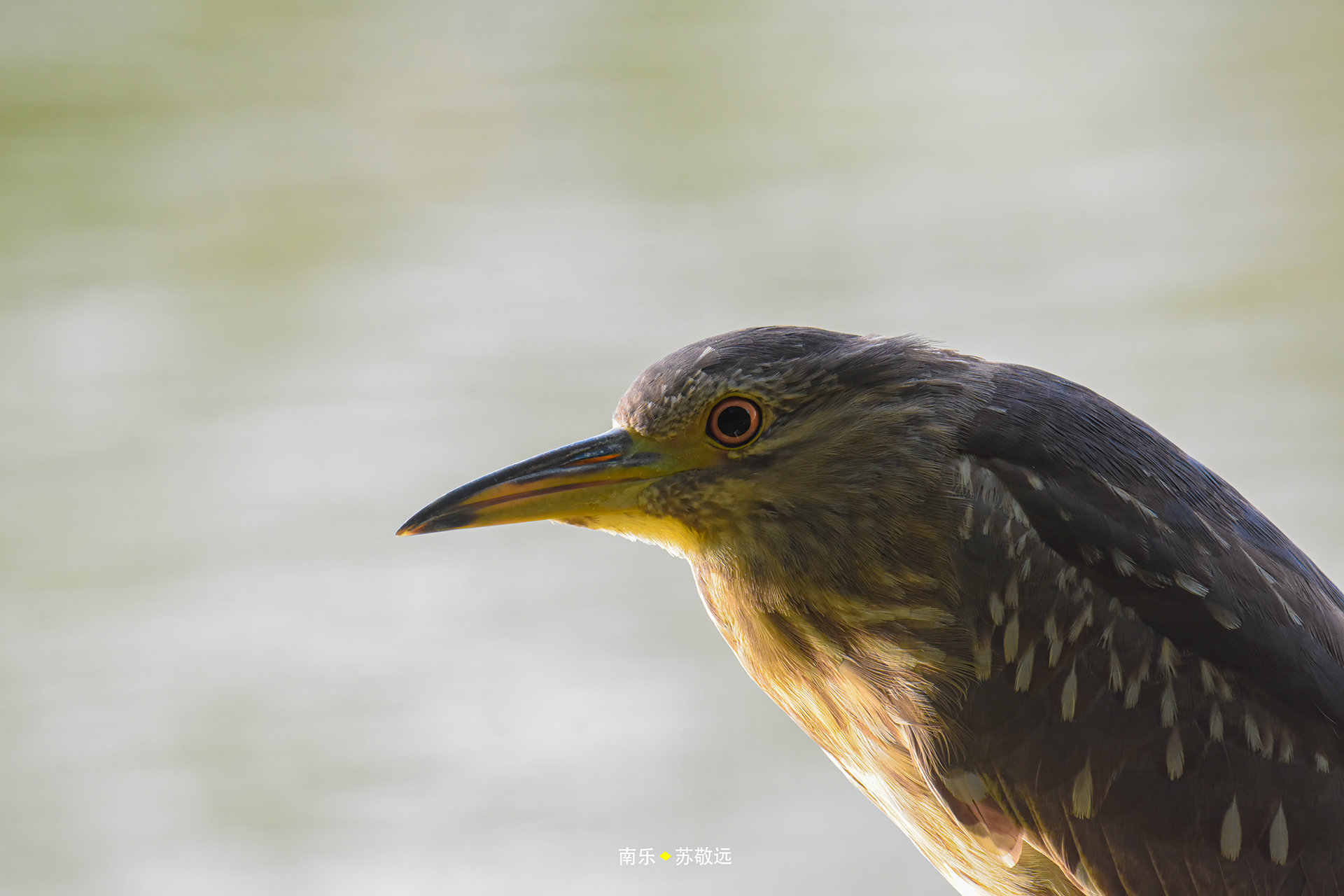 _DSC8632С.jpg