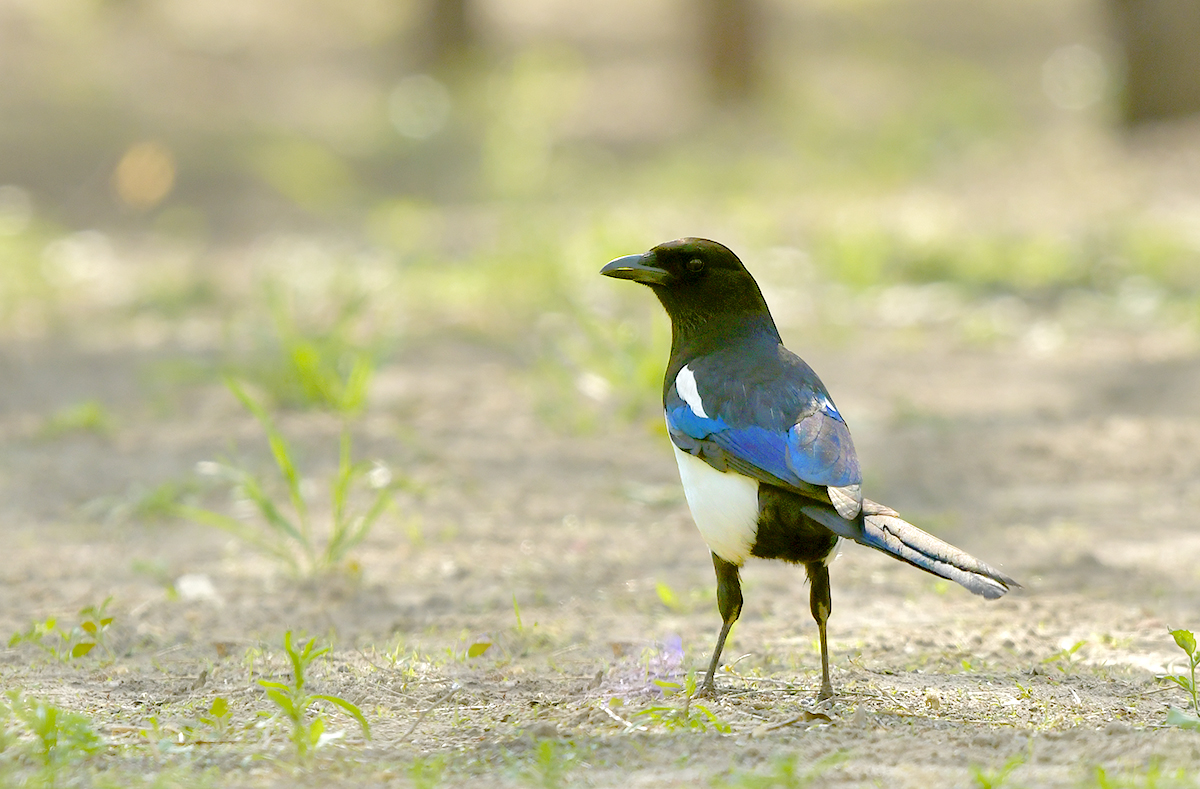 DSC_2951.JPG