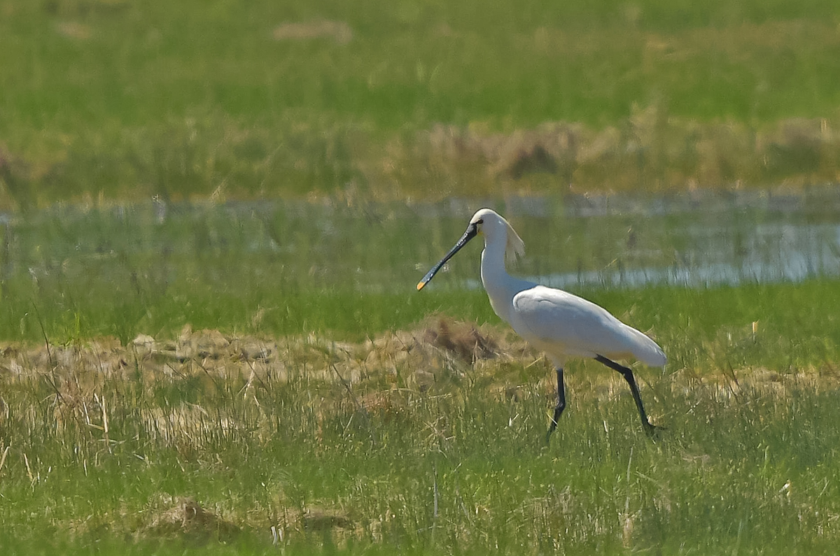 DSC_3819.JPG