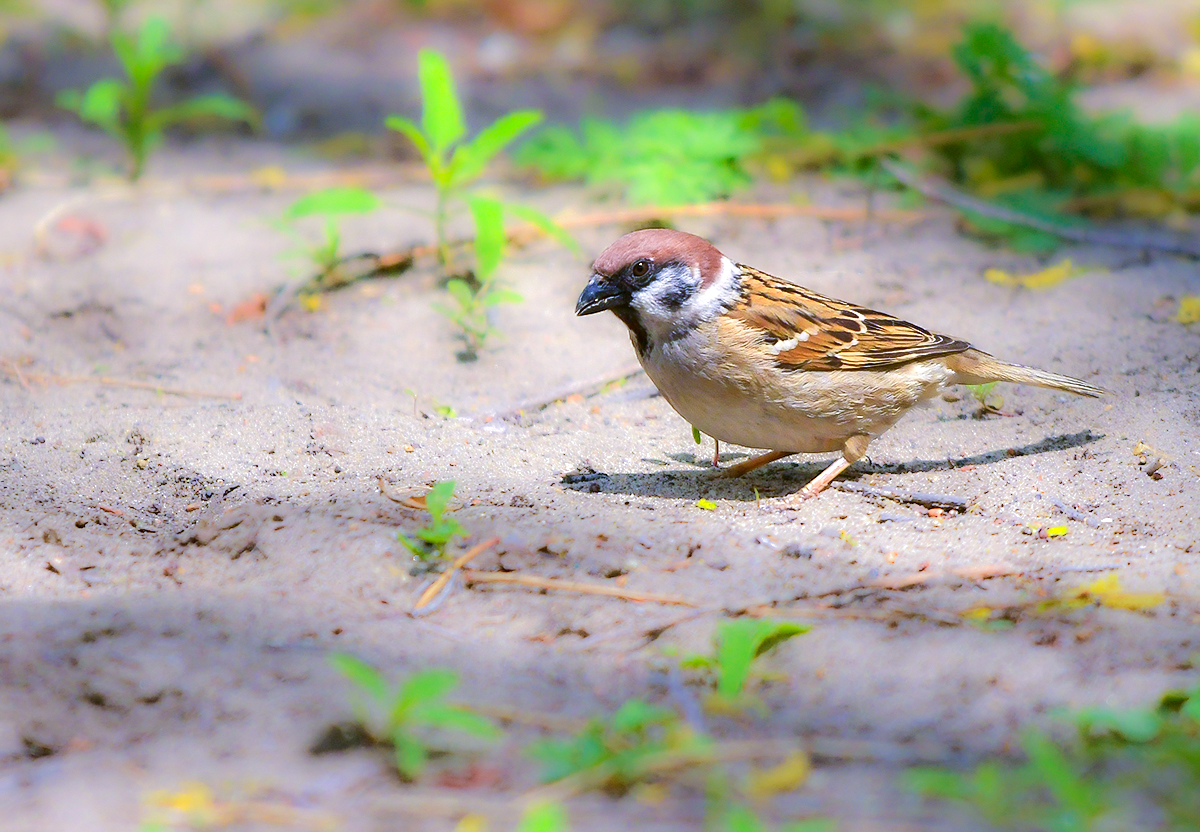 DSC_2821.JPG