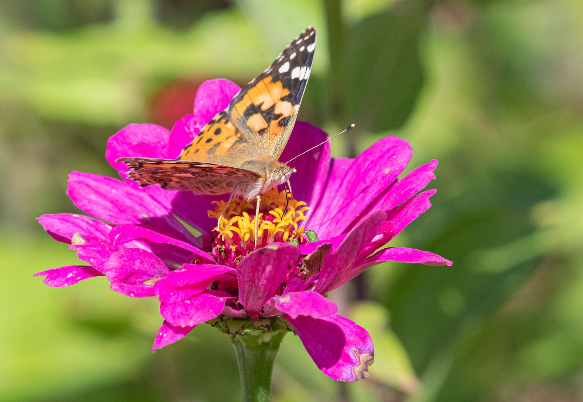 DSC_2539.jpg