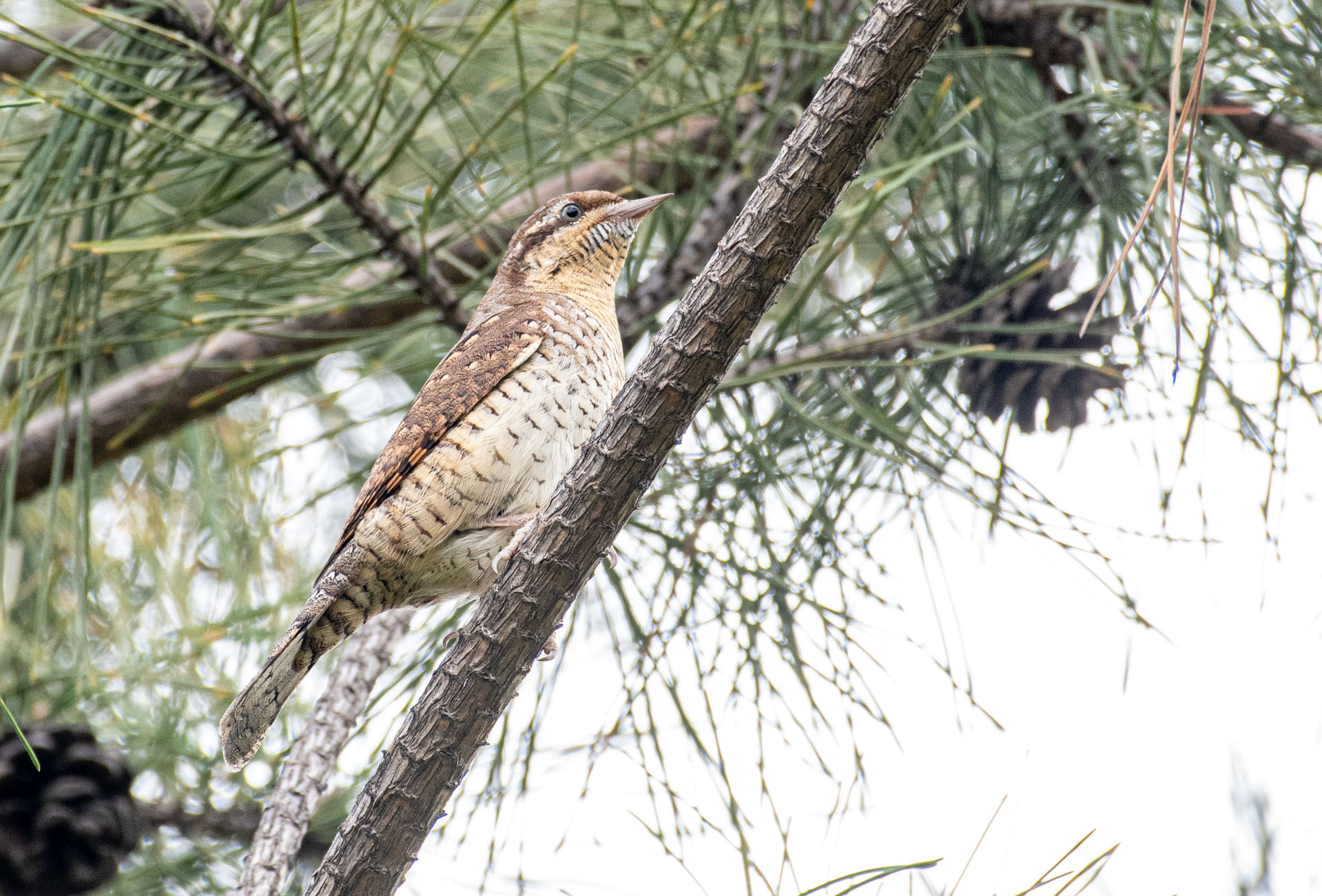 DSC_7079.jpg