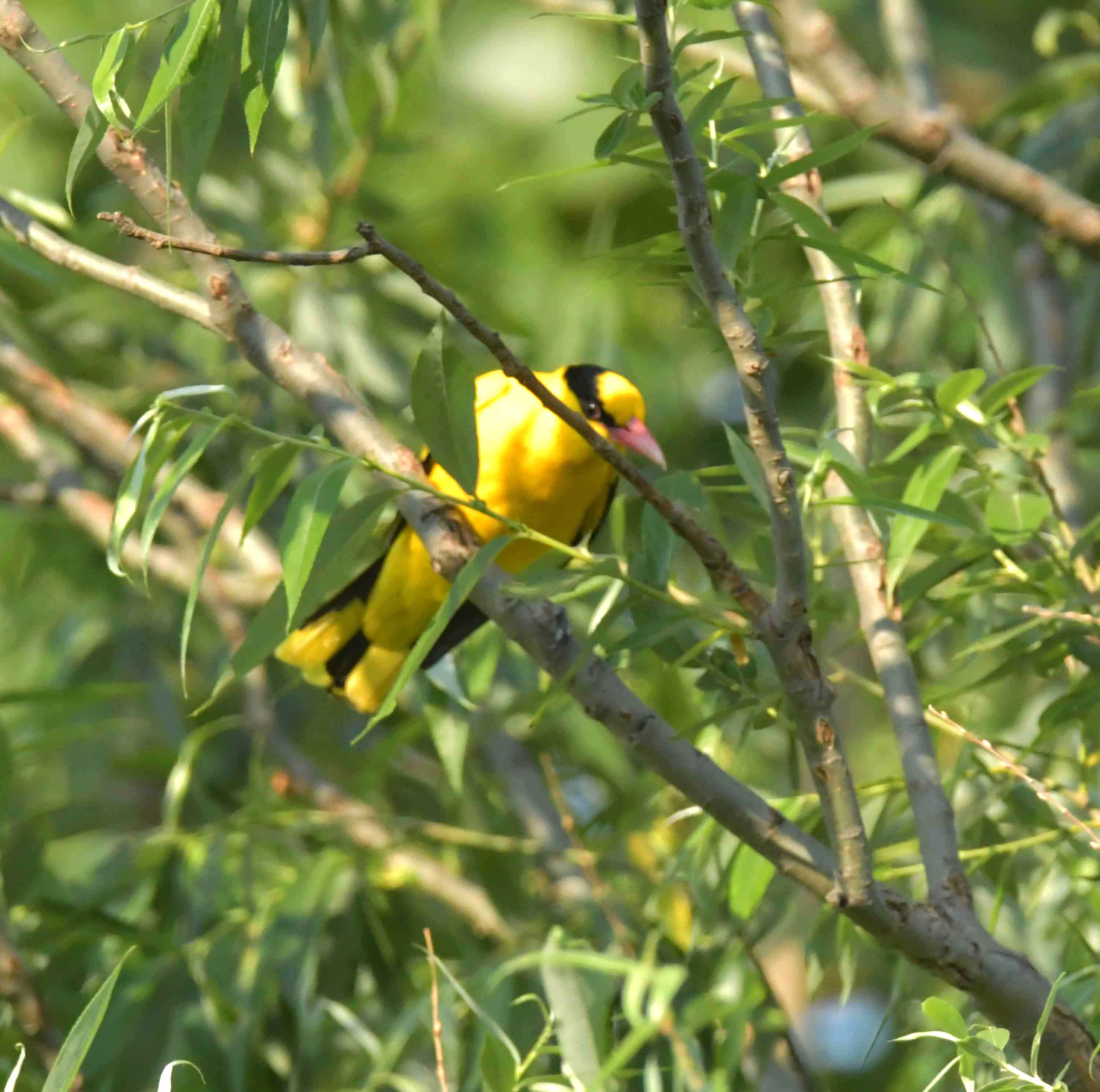 DSC_2763.JPG