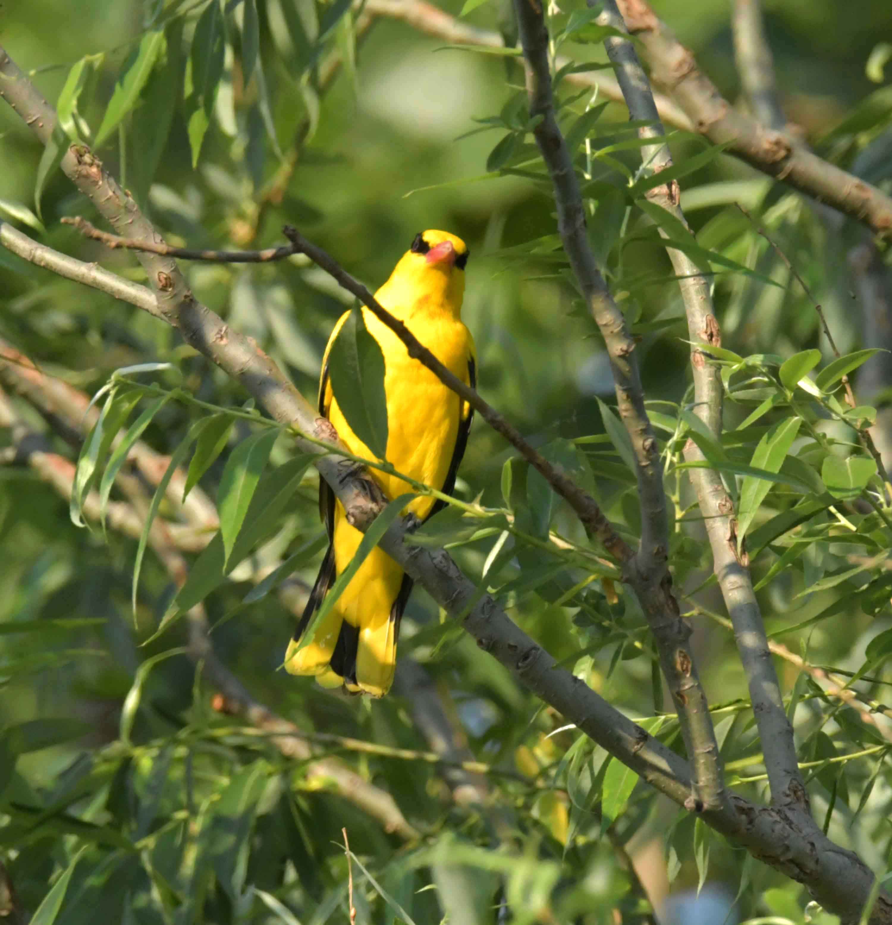 DSC_2761.JPG