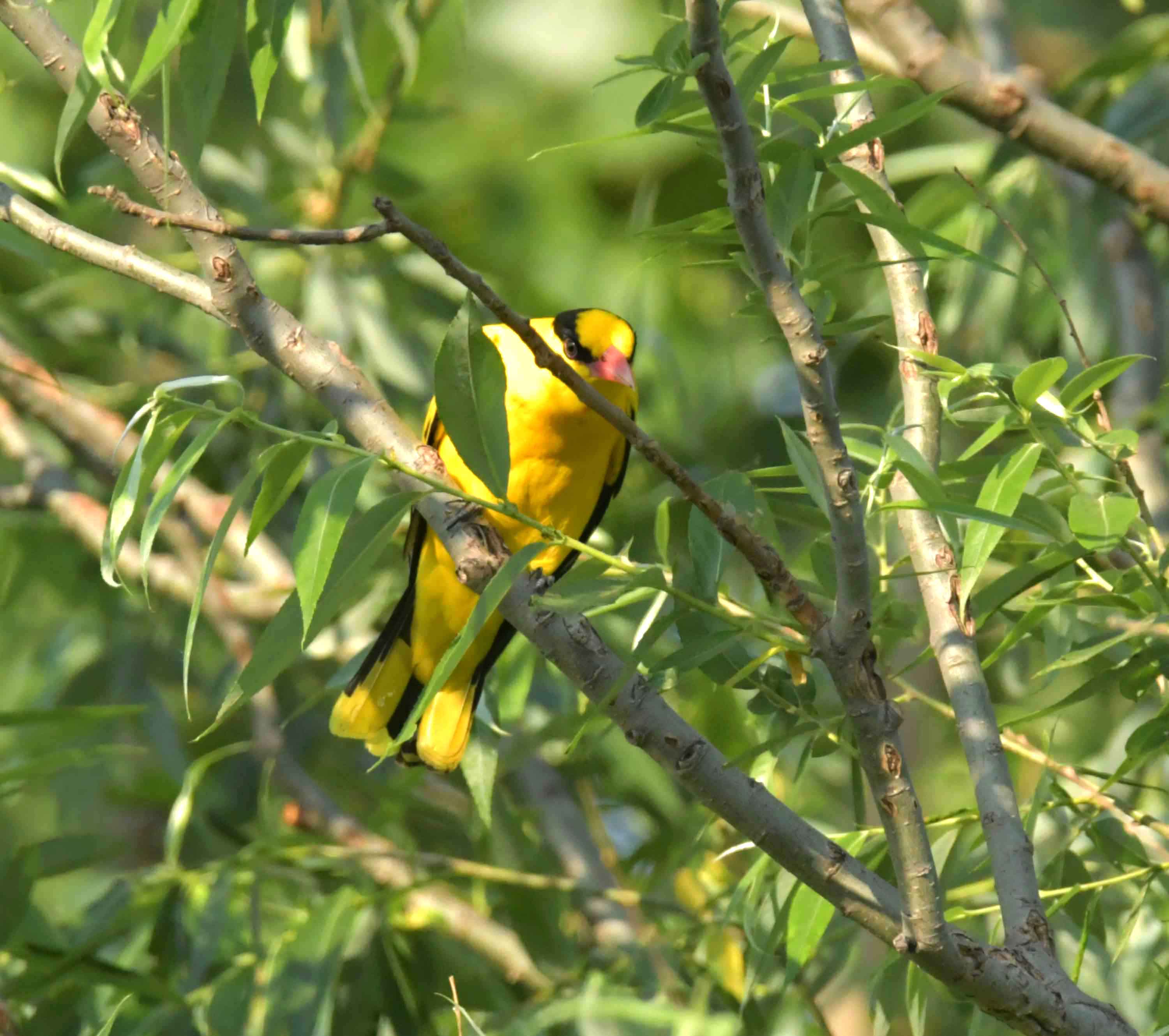 DSC_2762.JPG