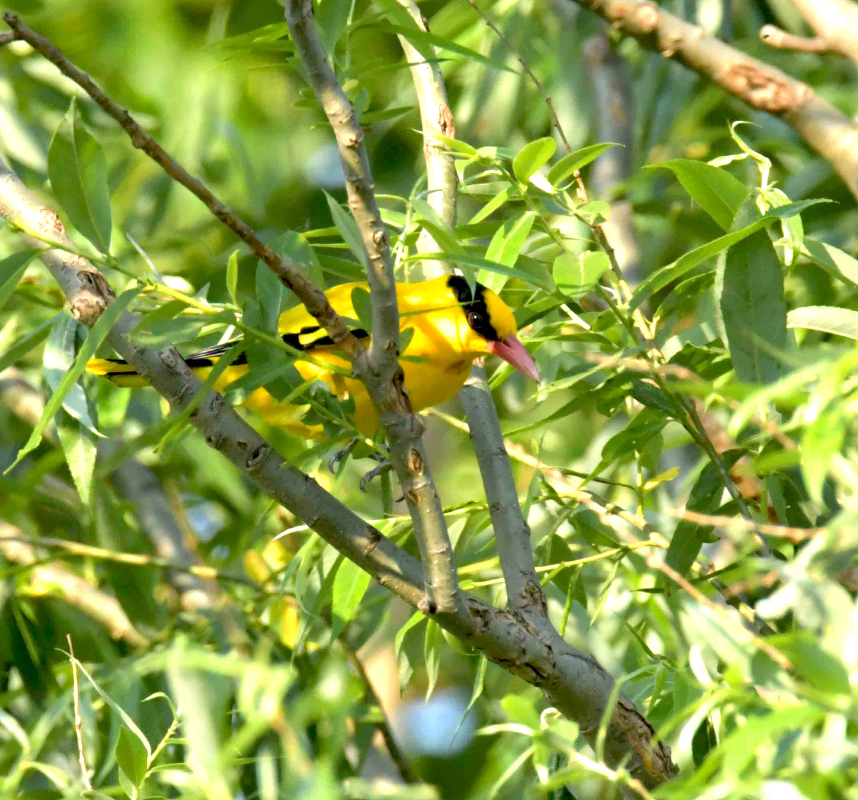 DSC_2764.JPG