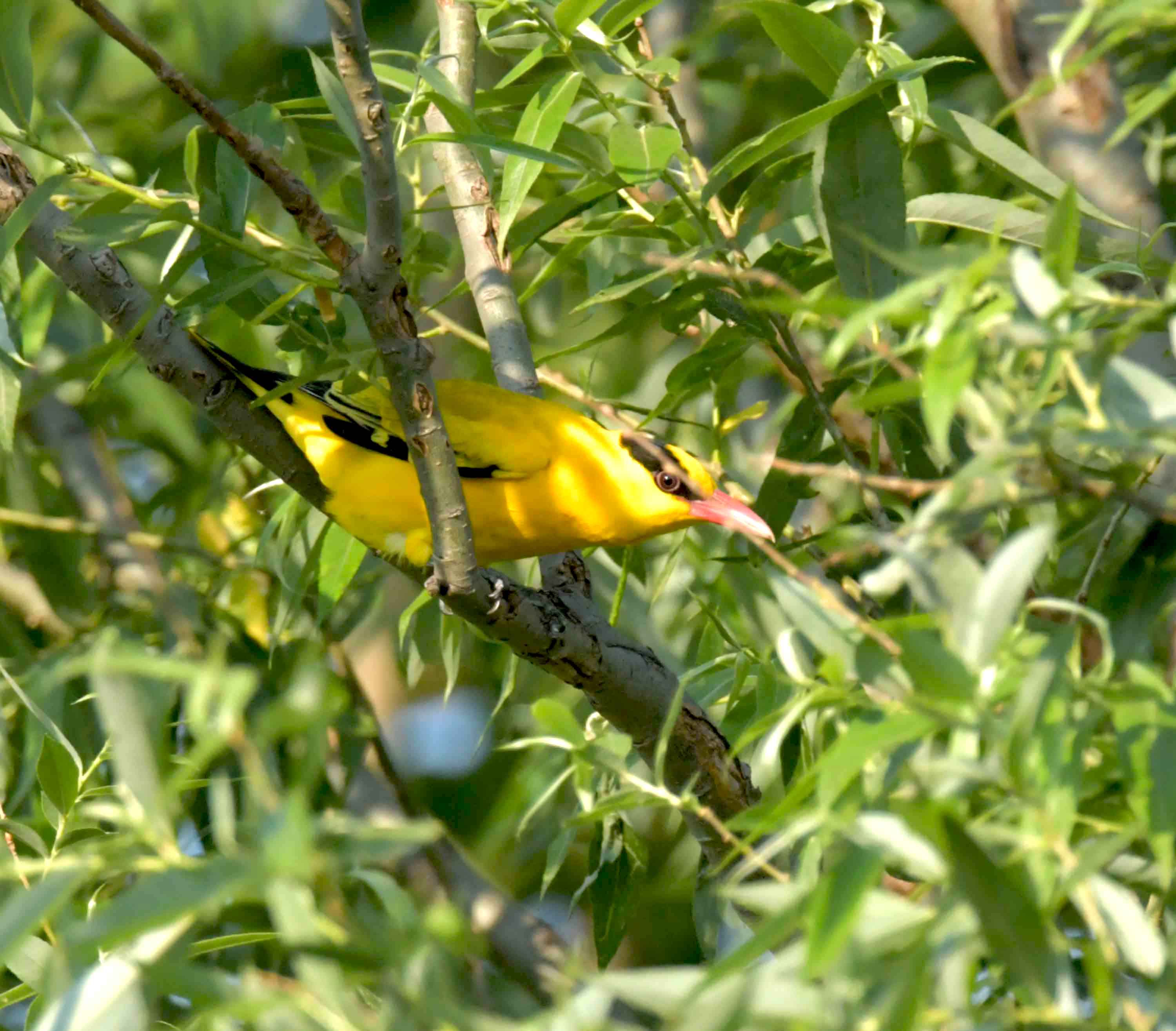 DSC_2767.JPG