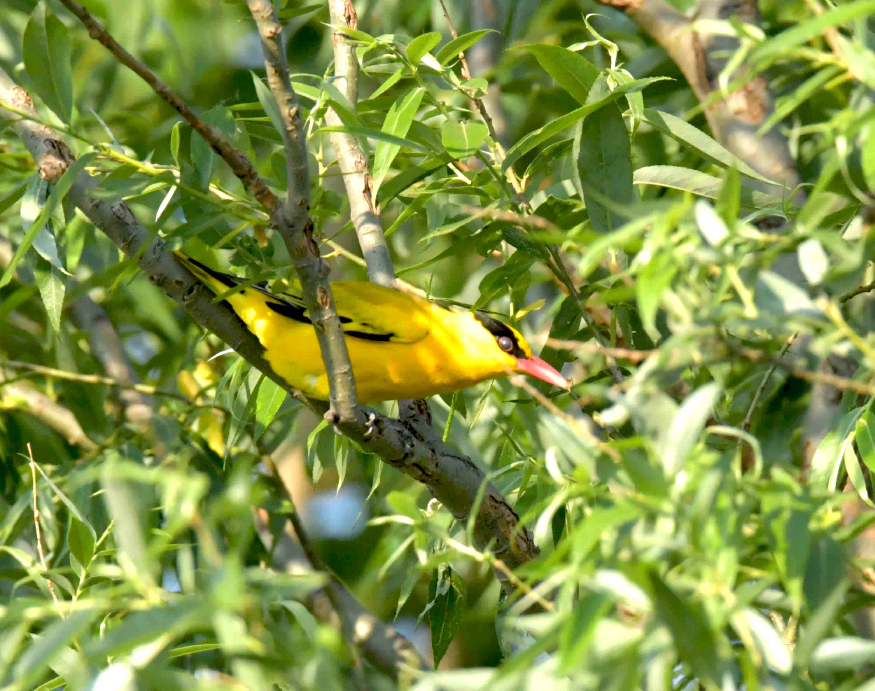 DSC_2776.JPG