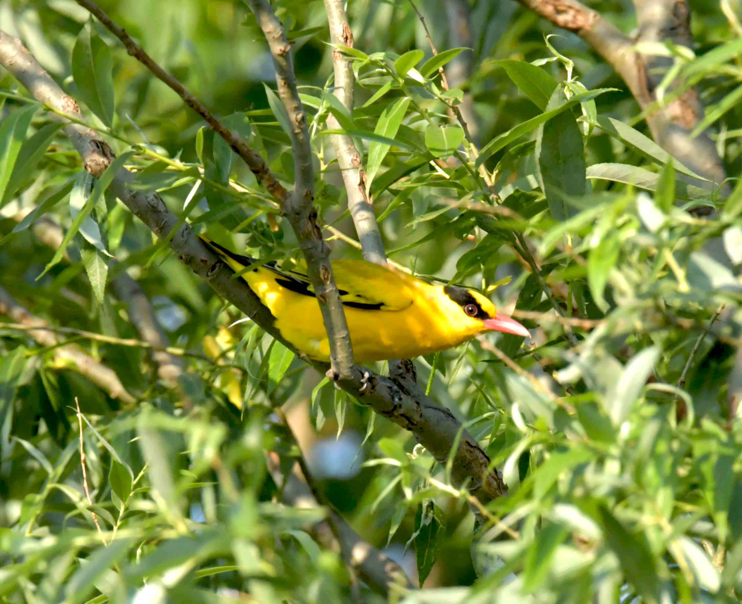 DSC_2774.JPG