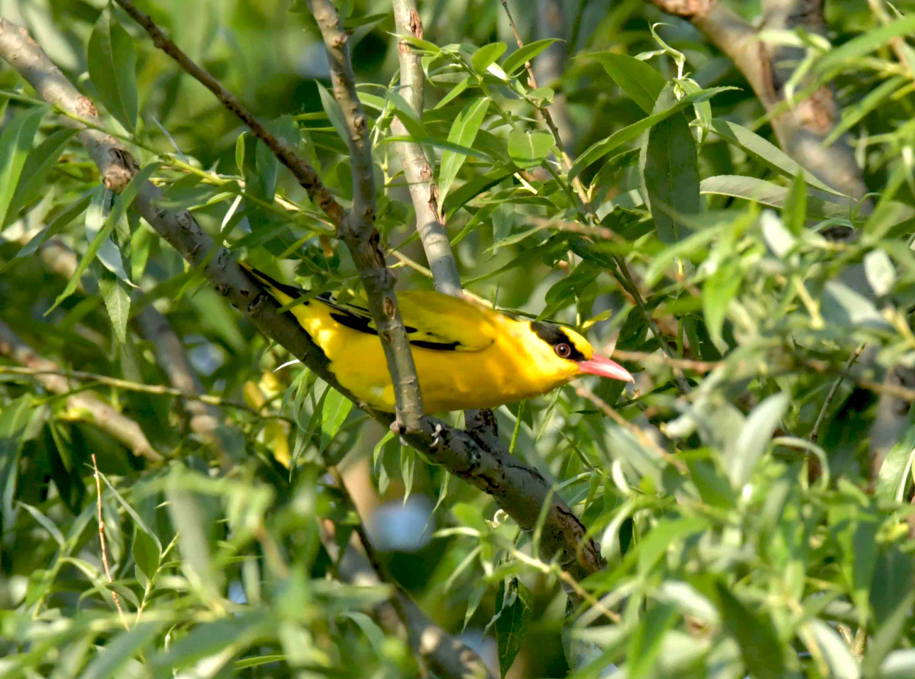 DSC_2775.JPG