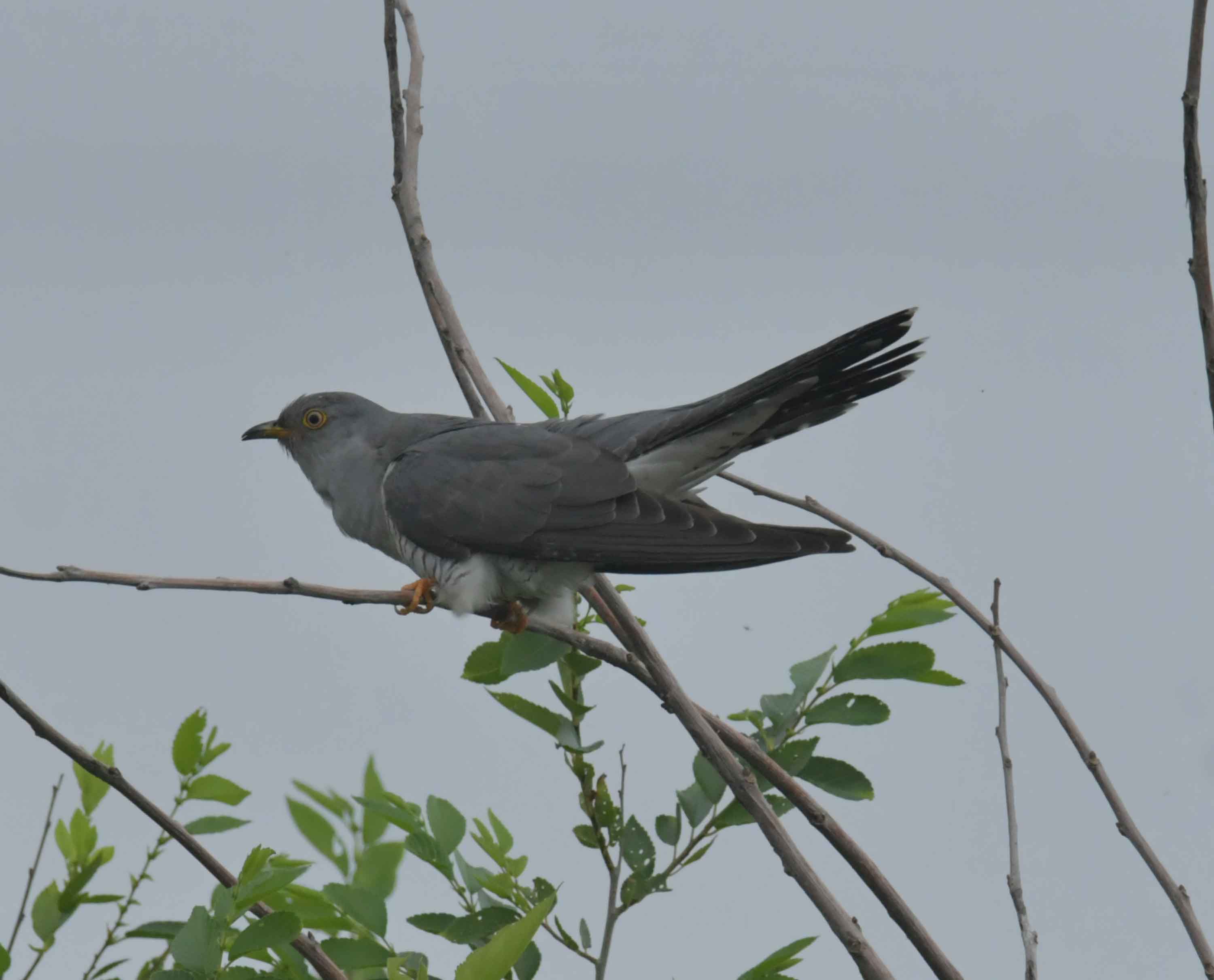 DSC_9371.JPG