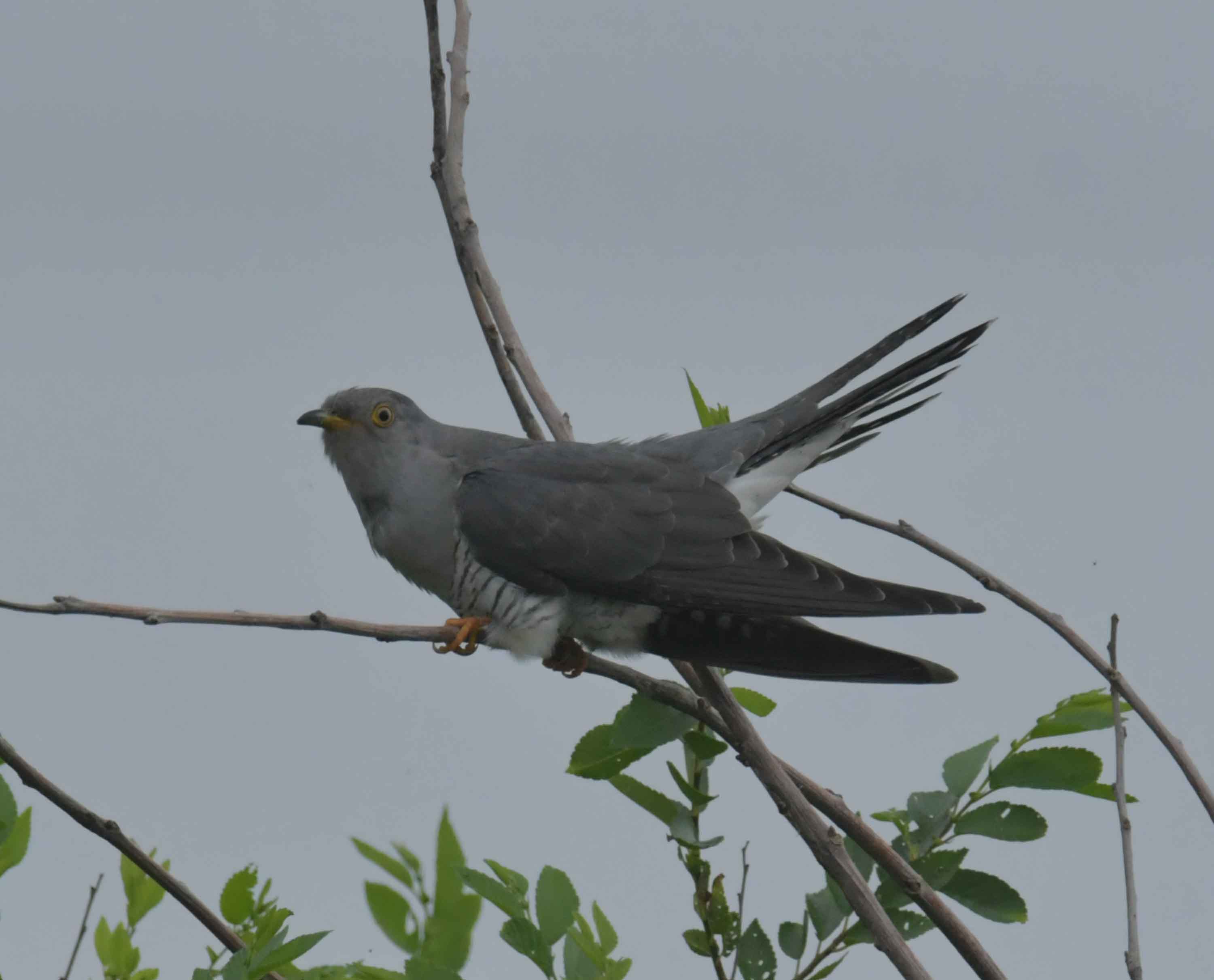 DSC_9367.JPG