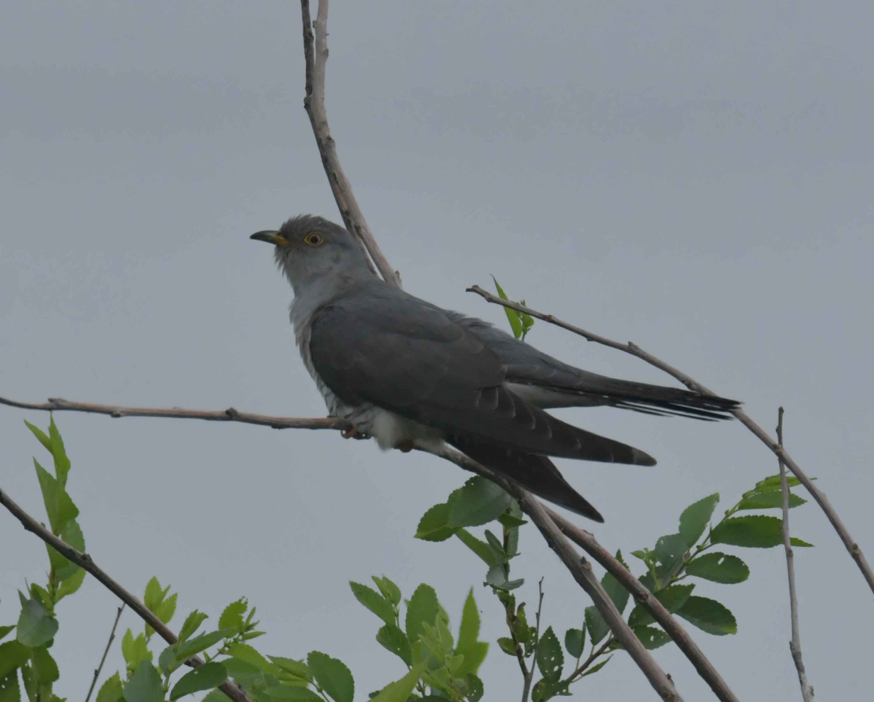 DSC_9381.JPG