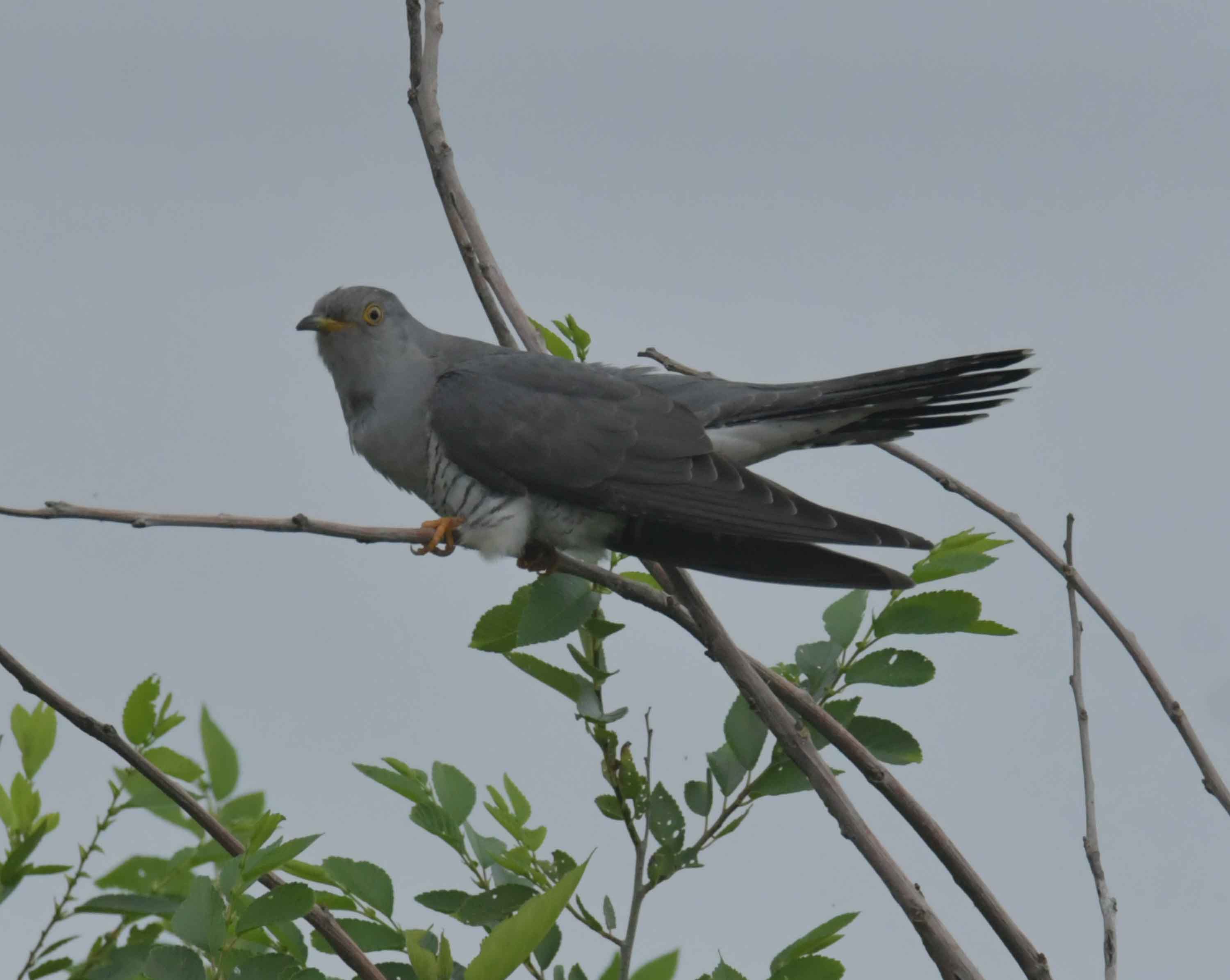 DSC_9375.JPG