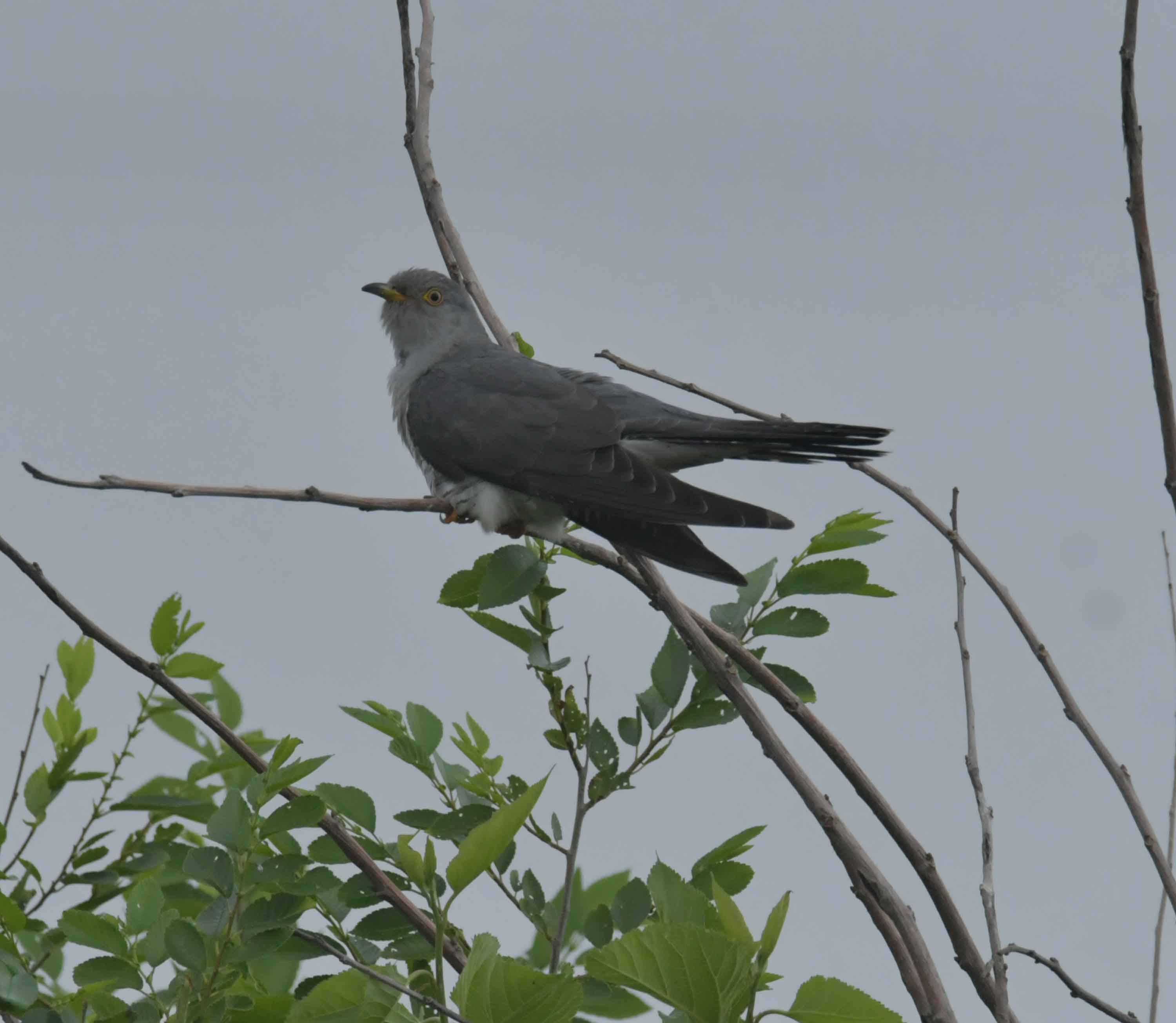DSC_9377.JPG