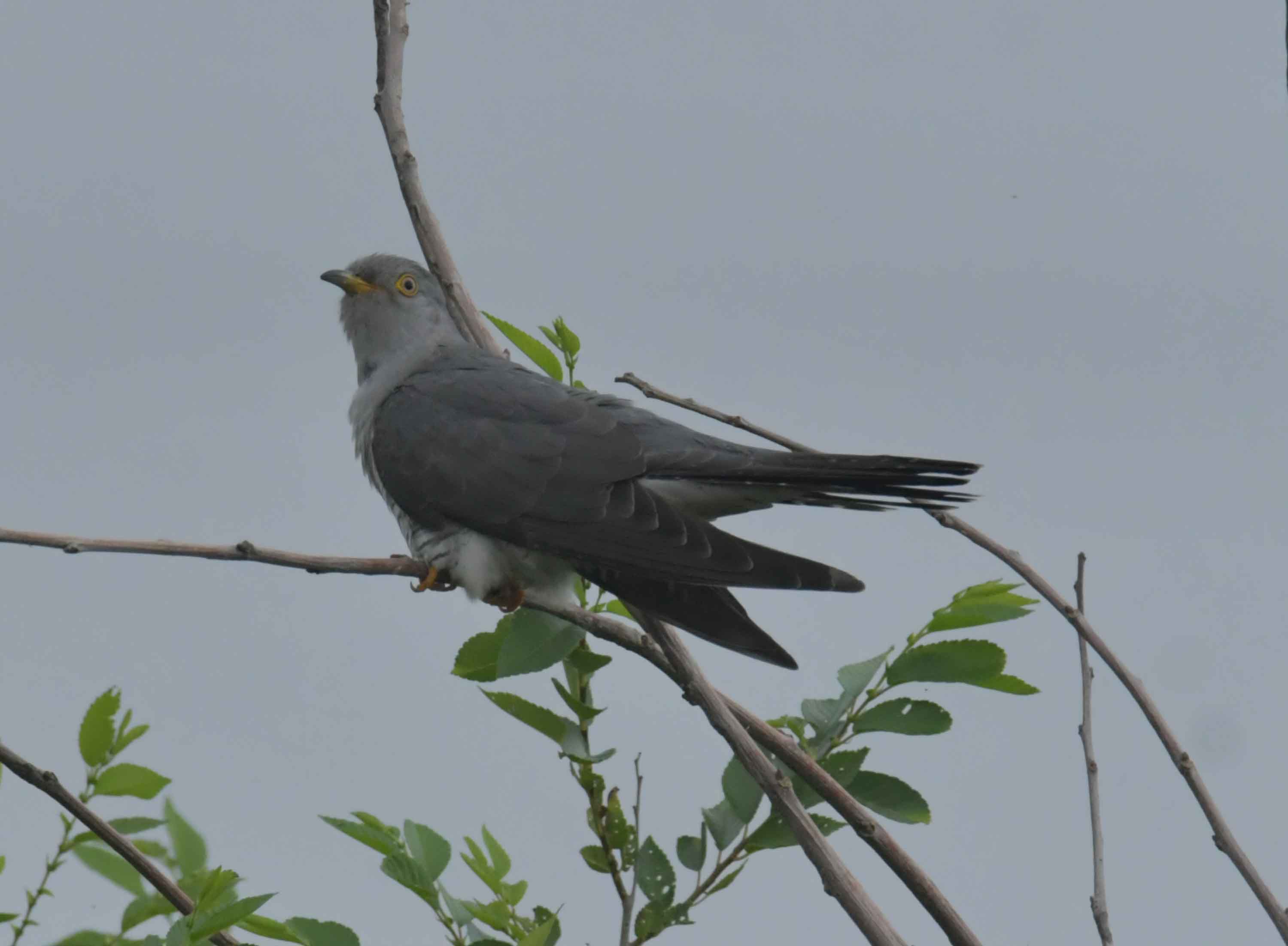 DSC_9386.JPG