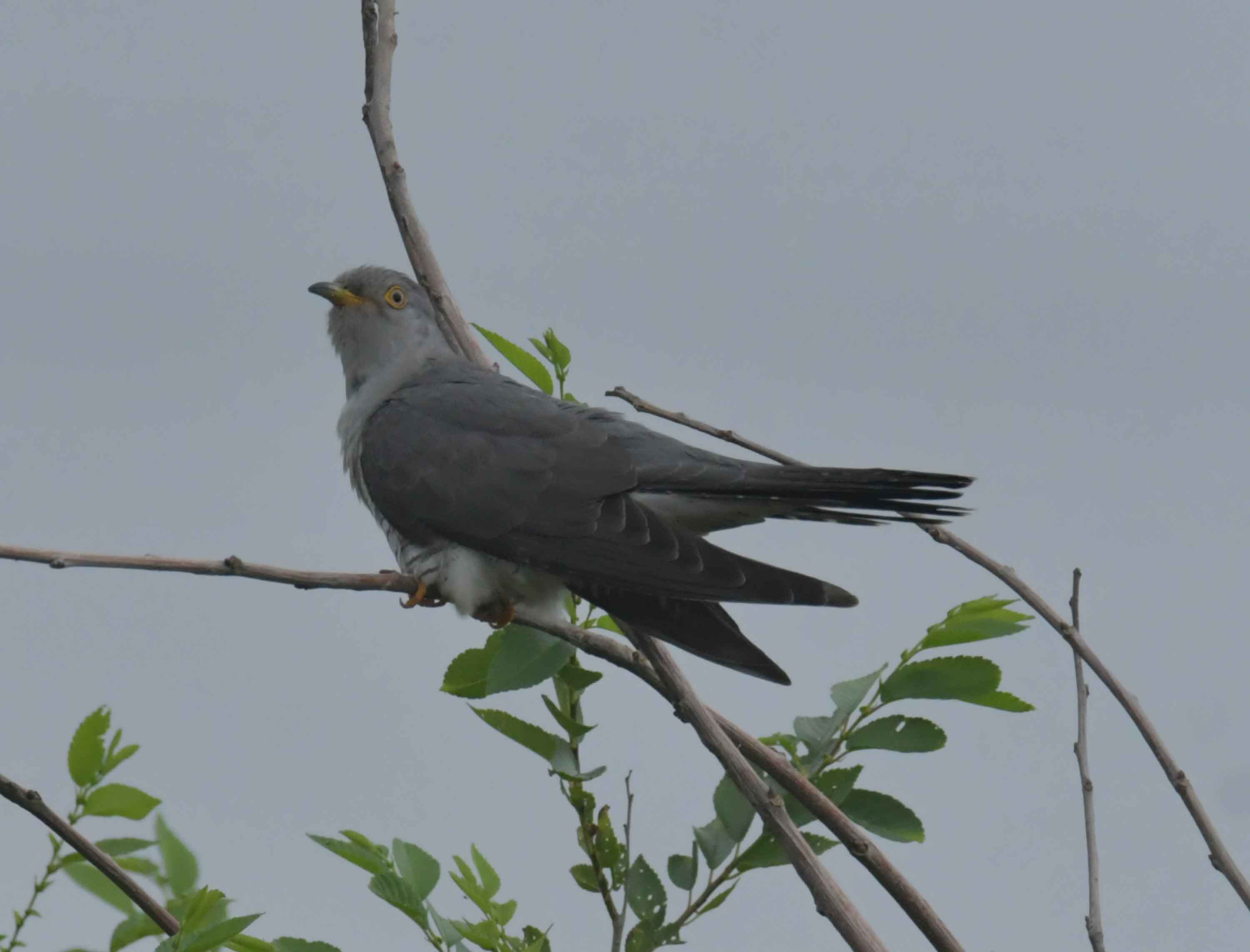 DSC_9387.JPG
