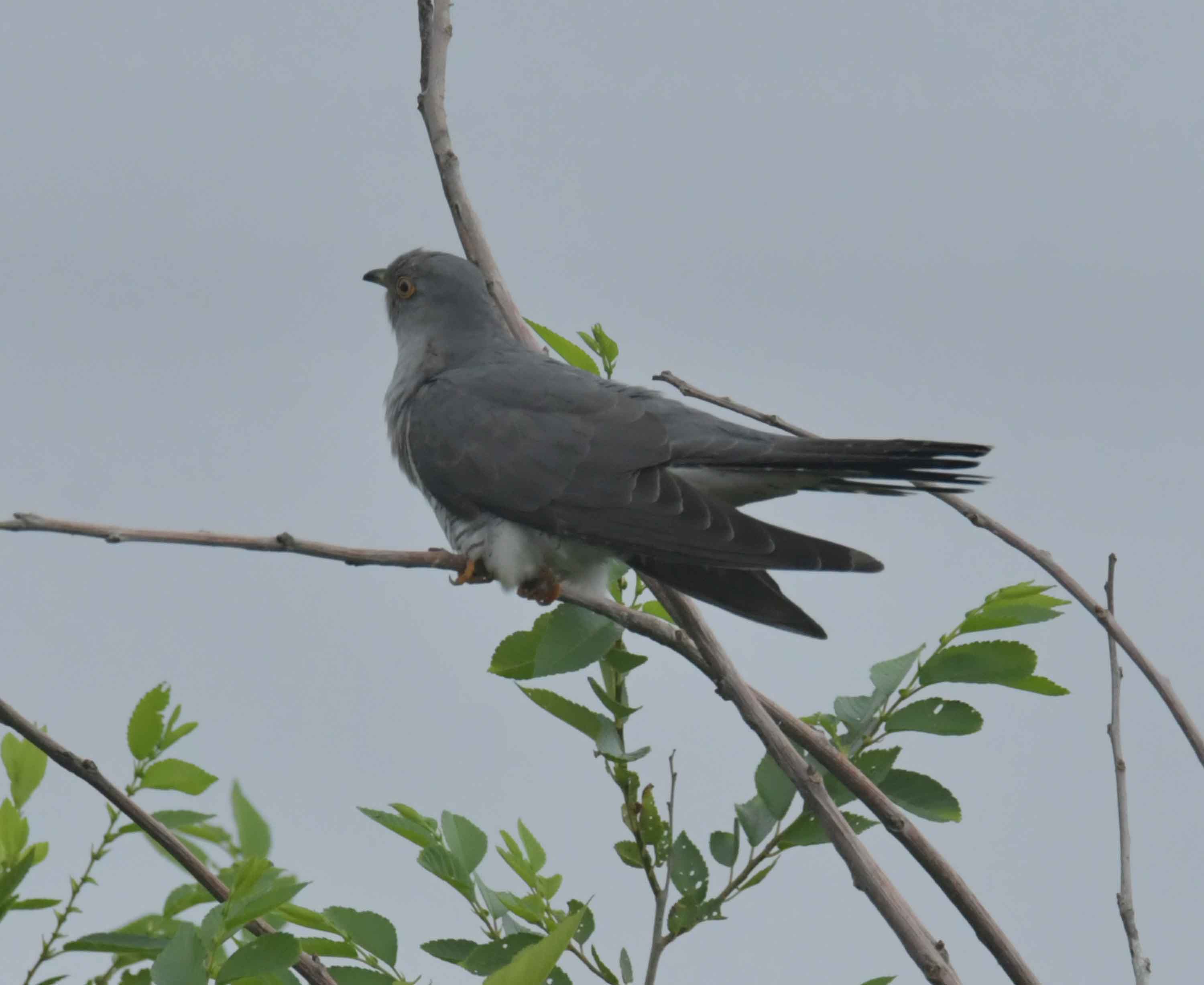 DSC_9383.JPG