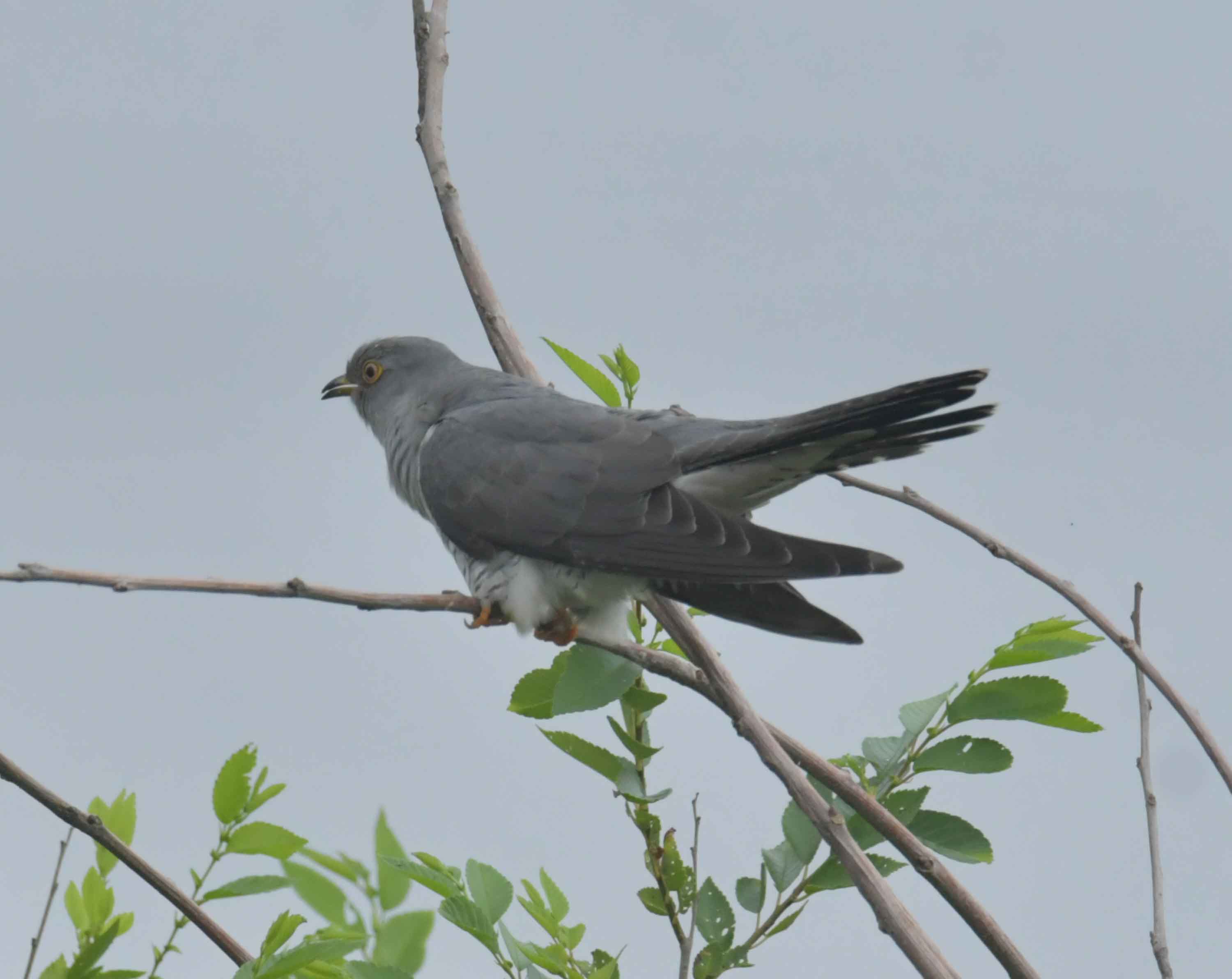 DSC_9394.JPG