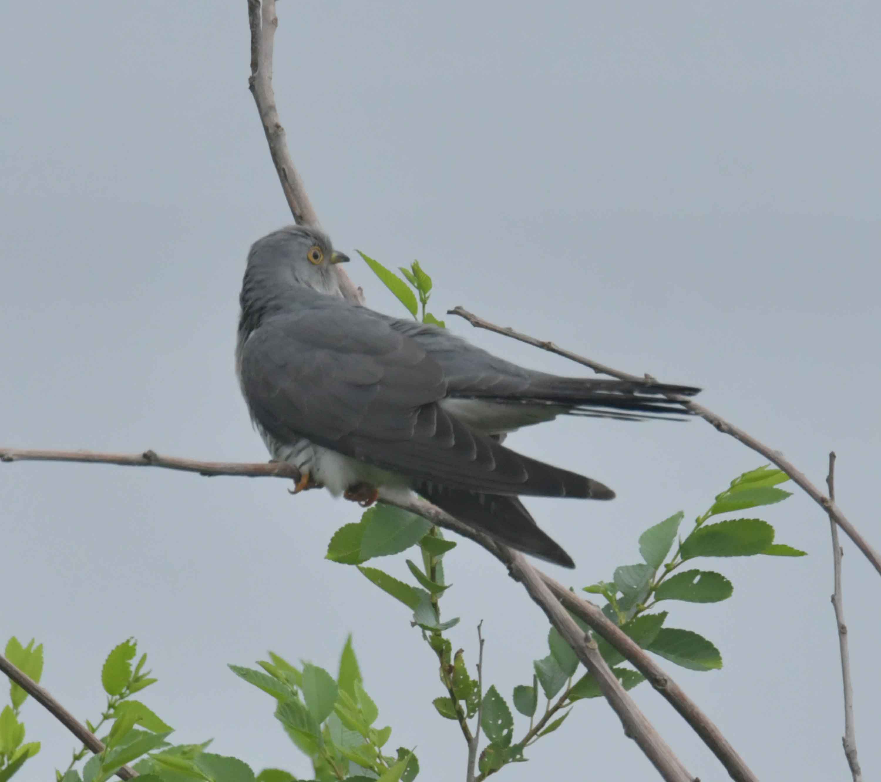 DSC_9389.JPG