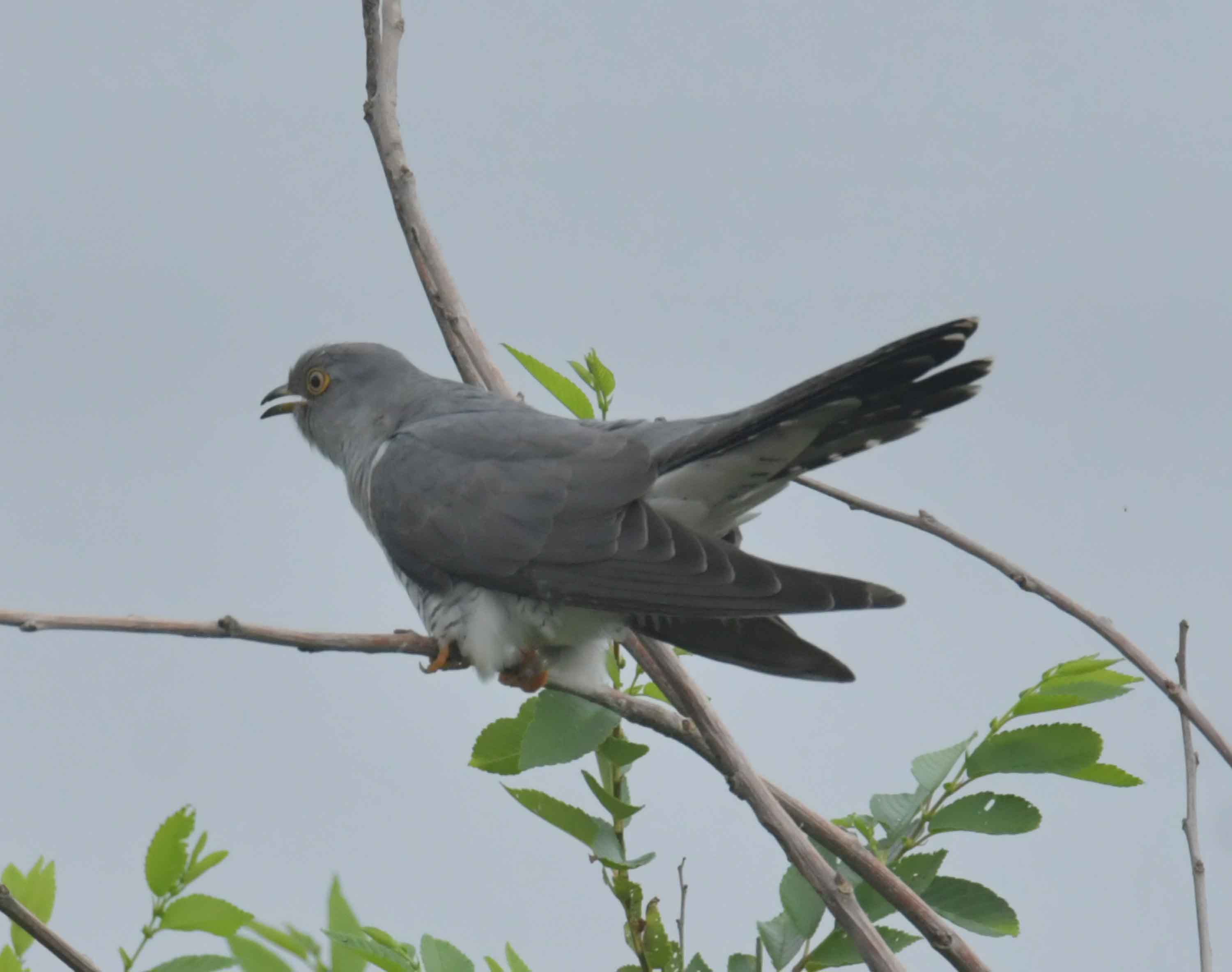 DSC_9395.JPG