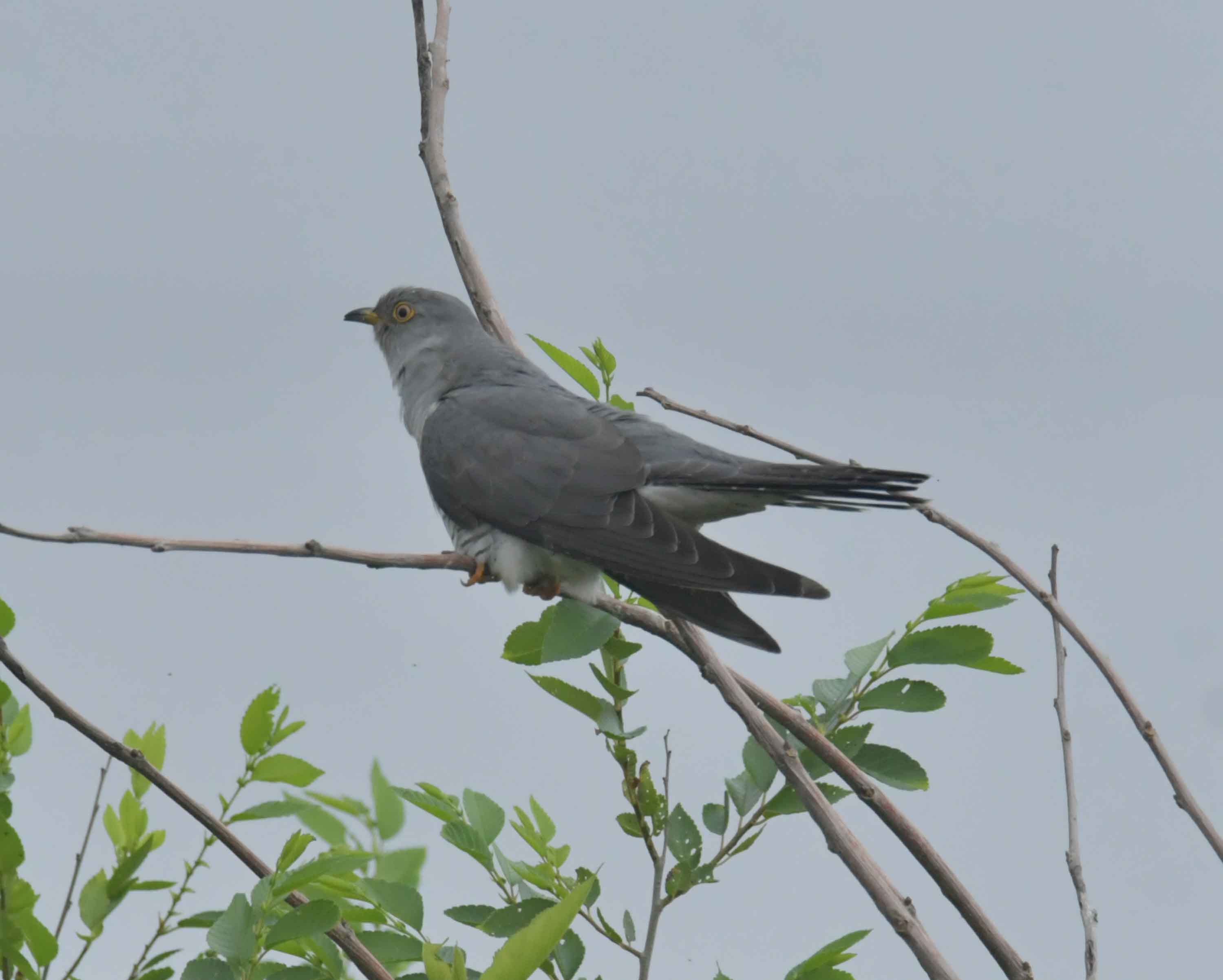 DSC_9391.JPG