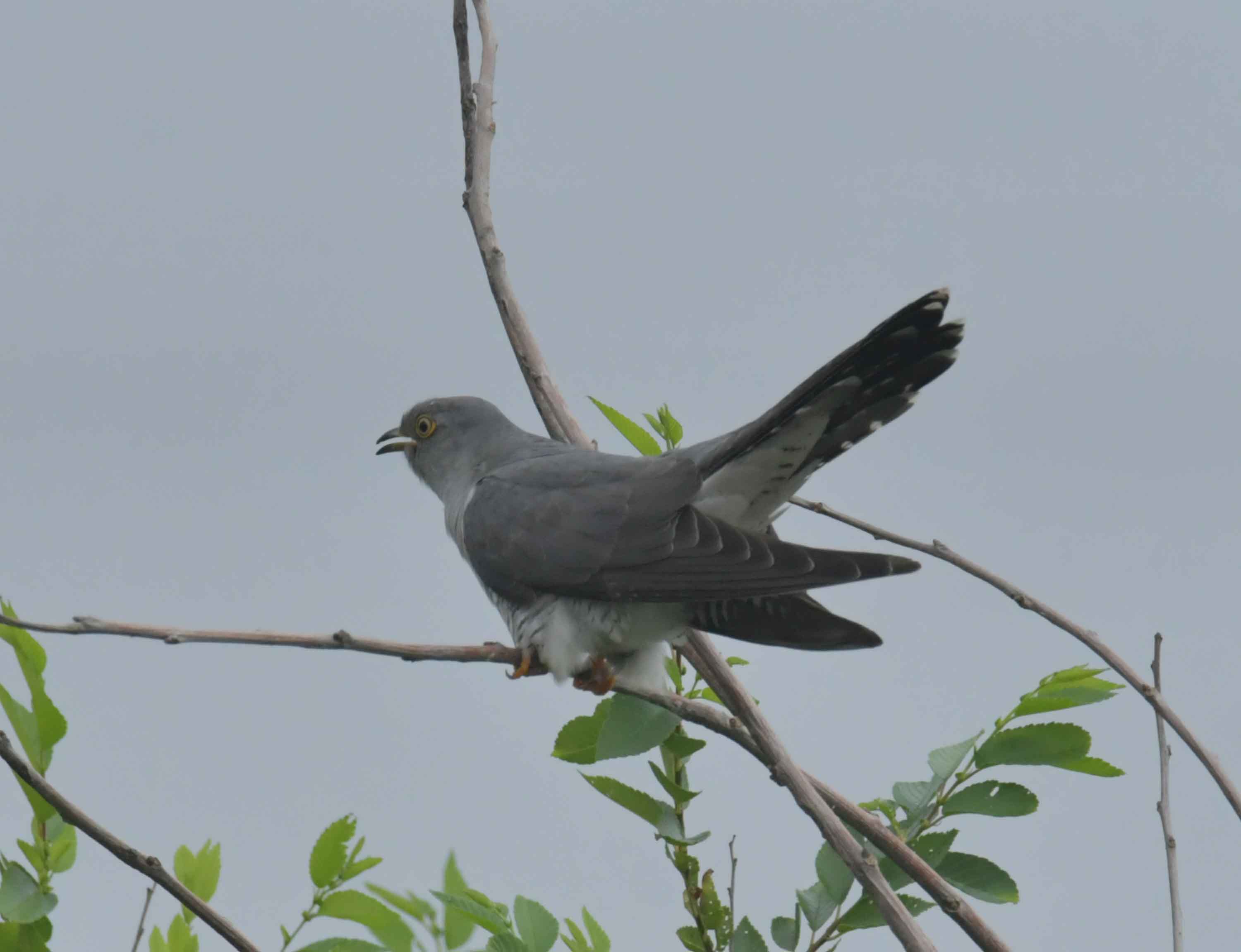 DSC_9396.JPG