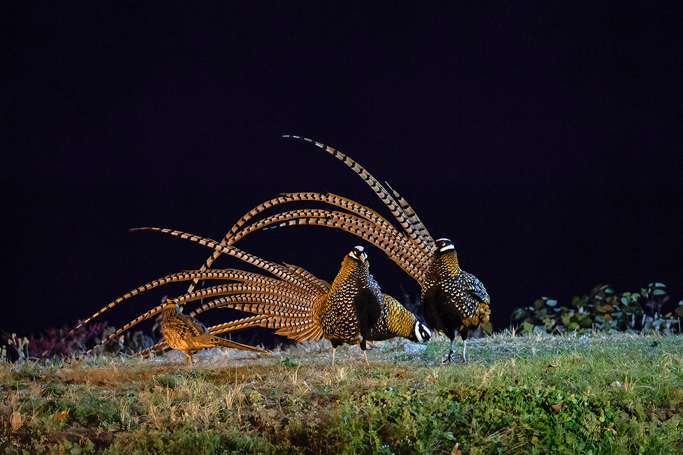 AAA_3456-2.jpg