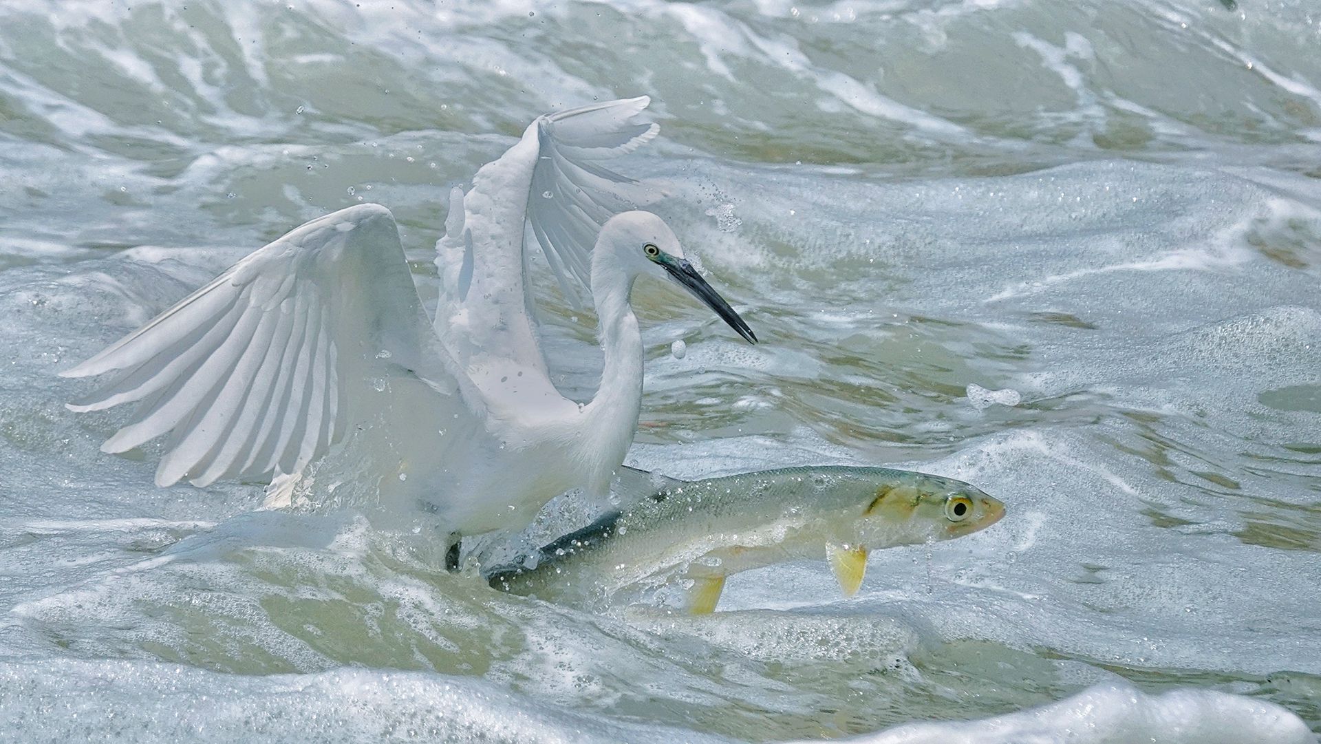 Ride a Fish?