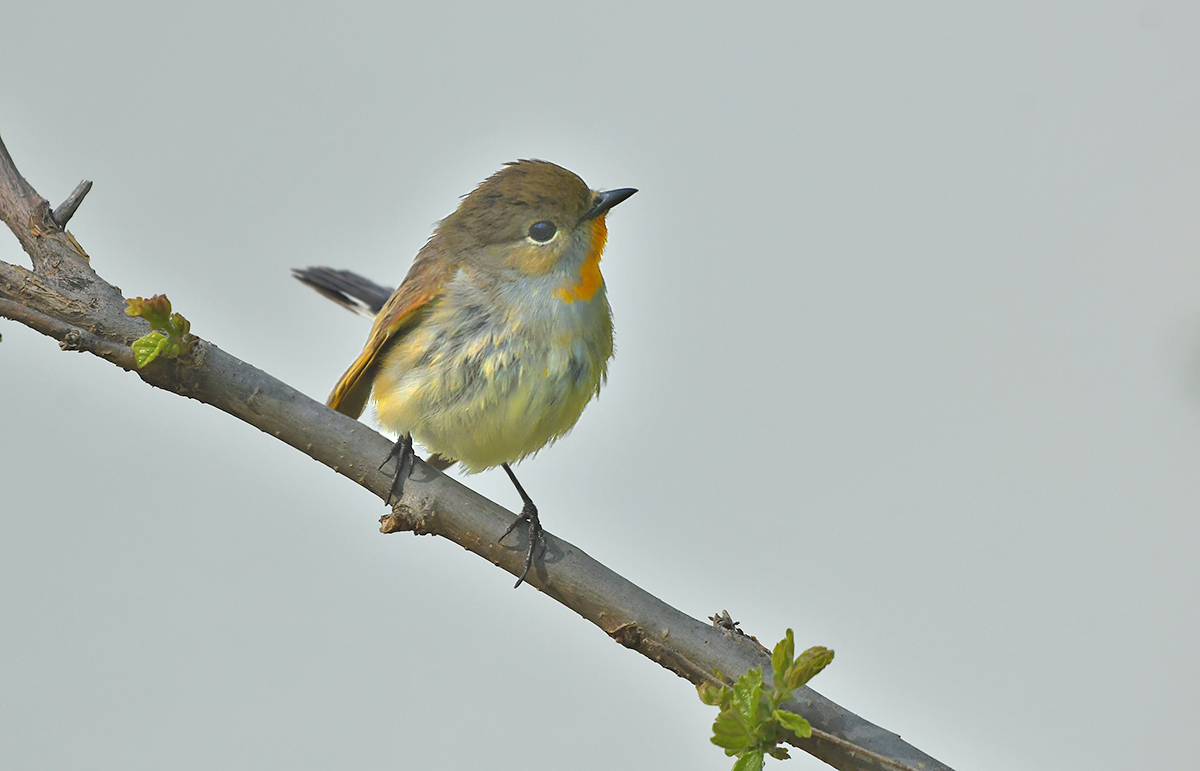 DSC_2876.JPG