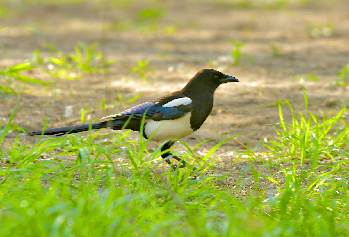 DSC_2966.JPG