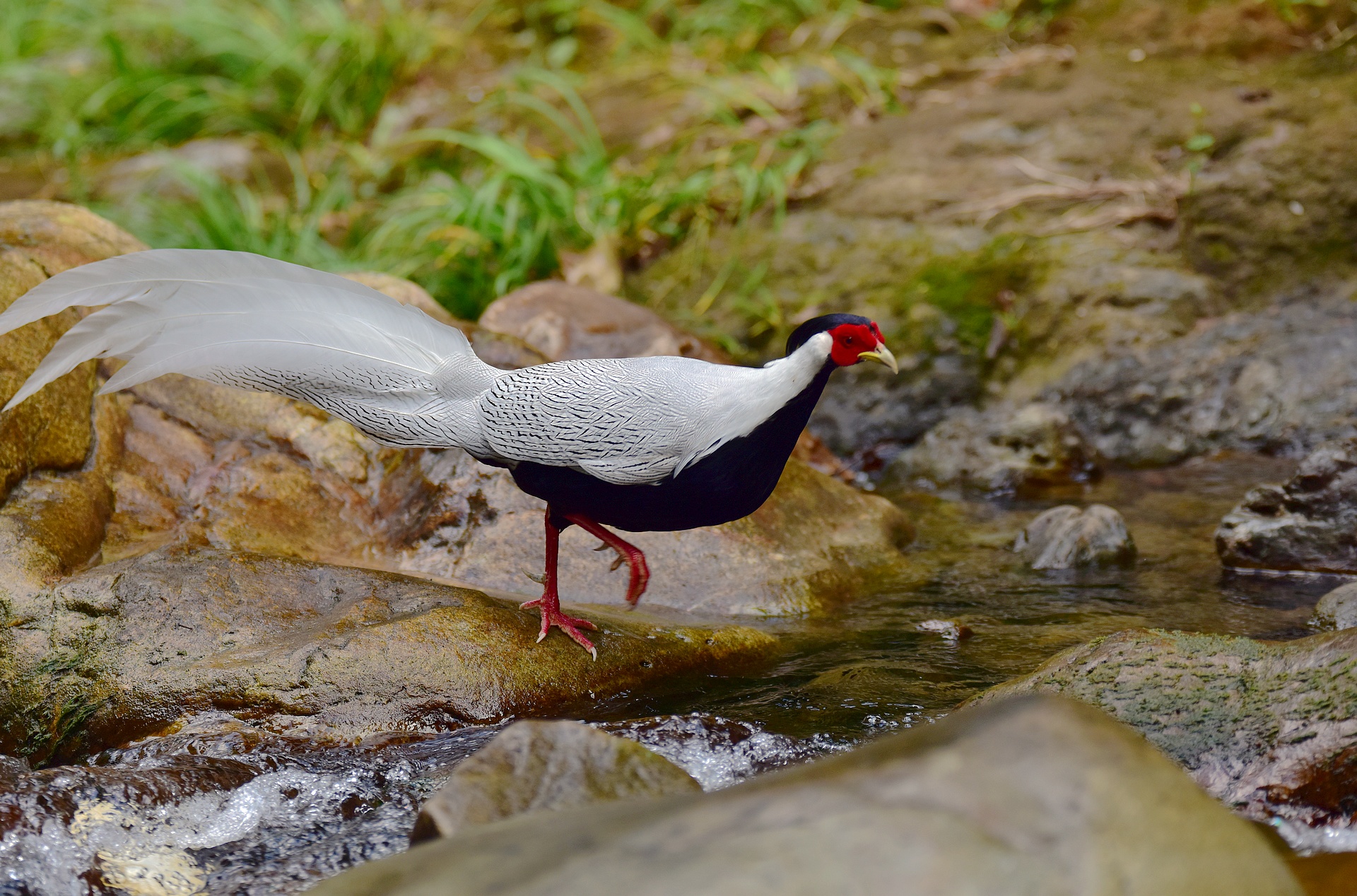 D8I_9460.jpg