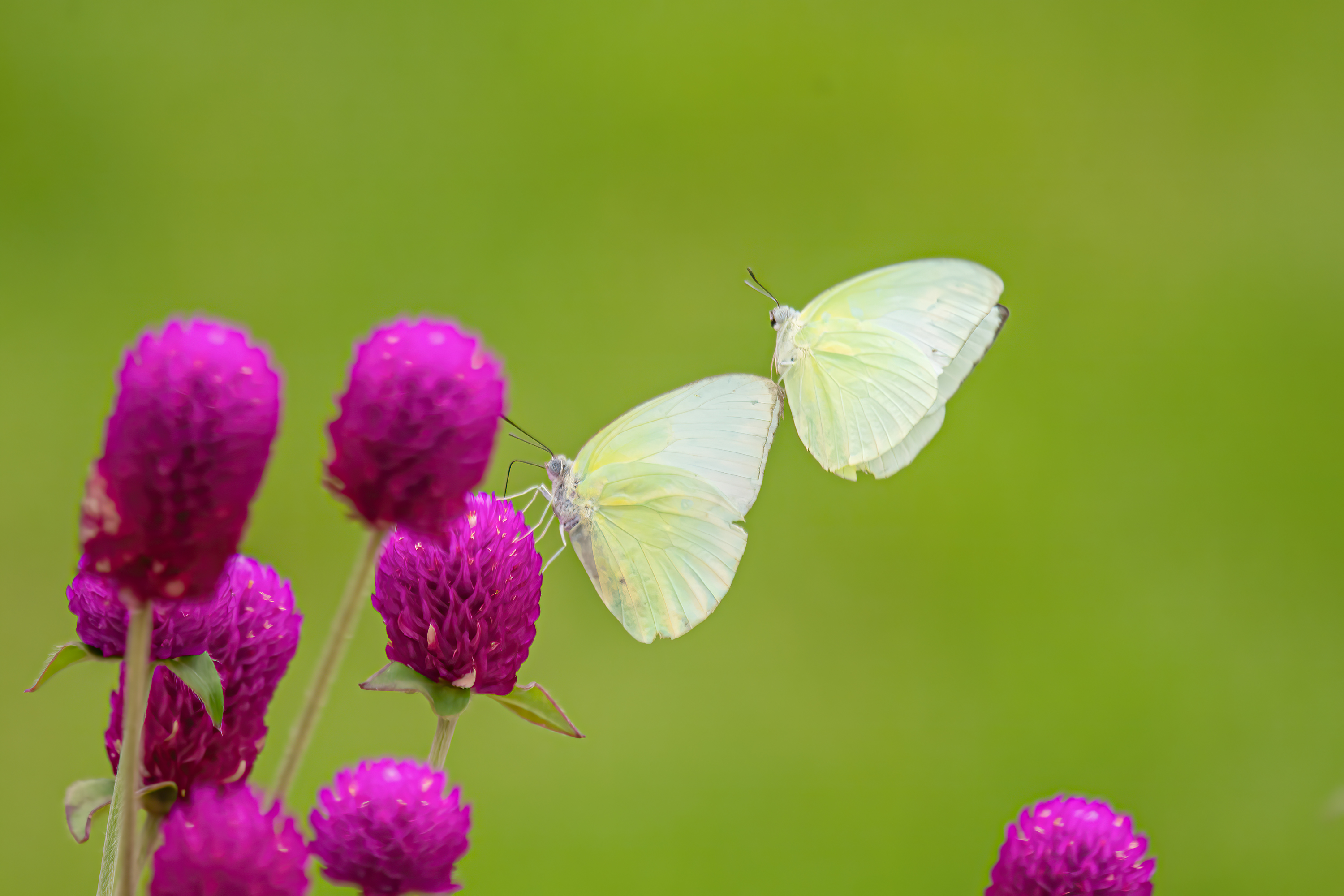 DSC_8175px.JPG